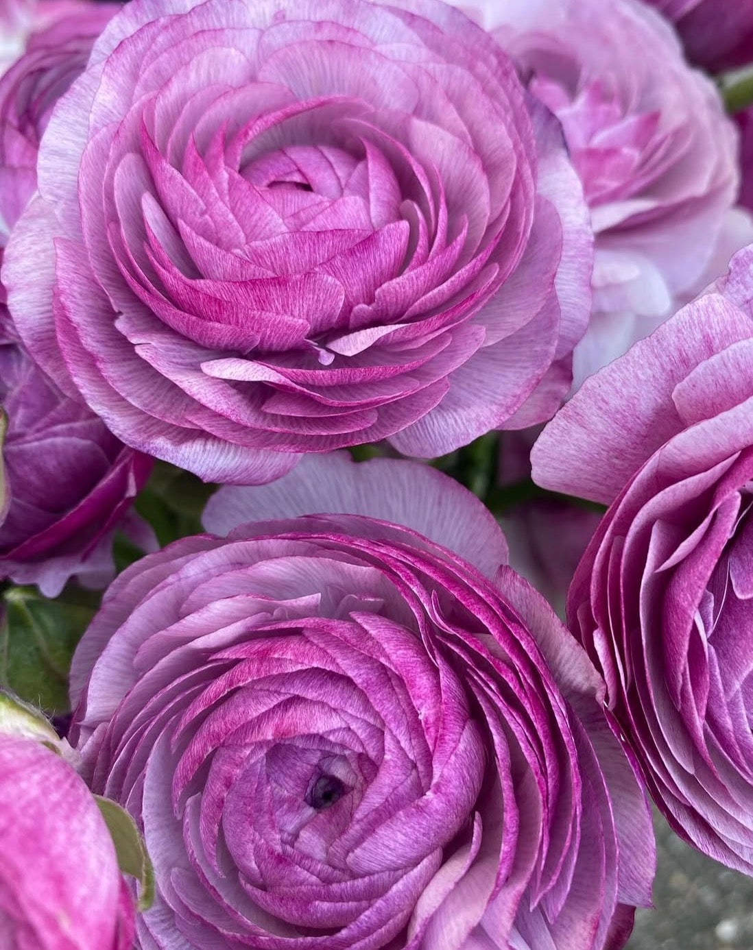 Amandine Purple Jean Ranunculus (10 corms)