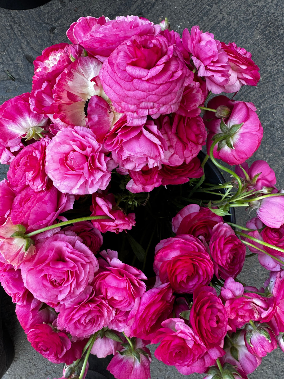 Romance Mercury Ranunculus (5 corms)