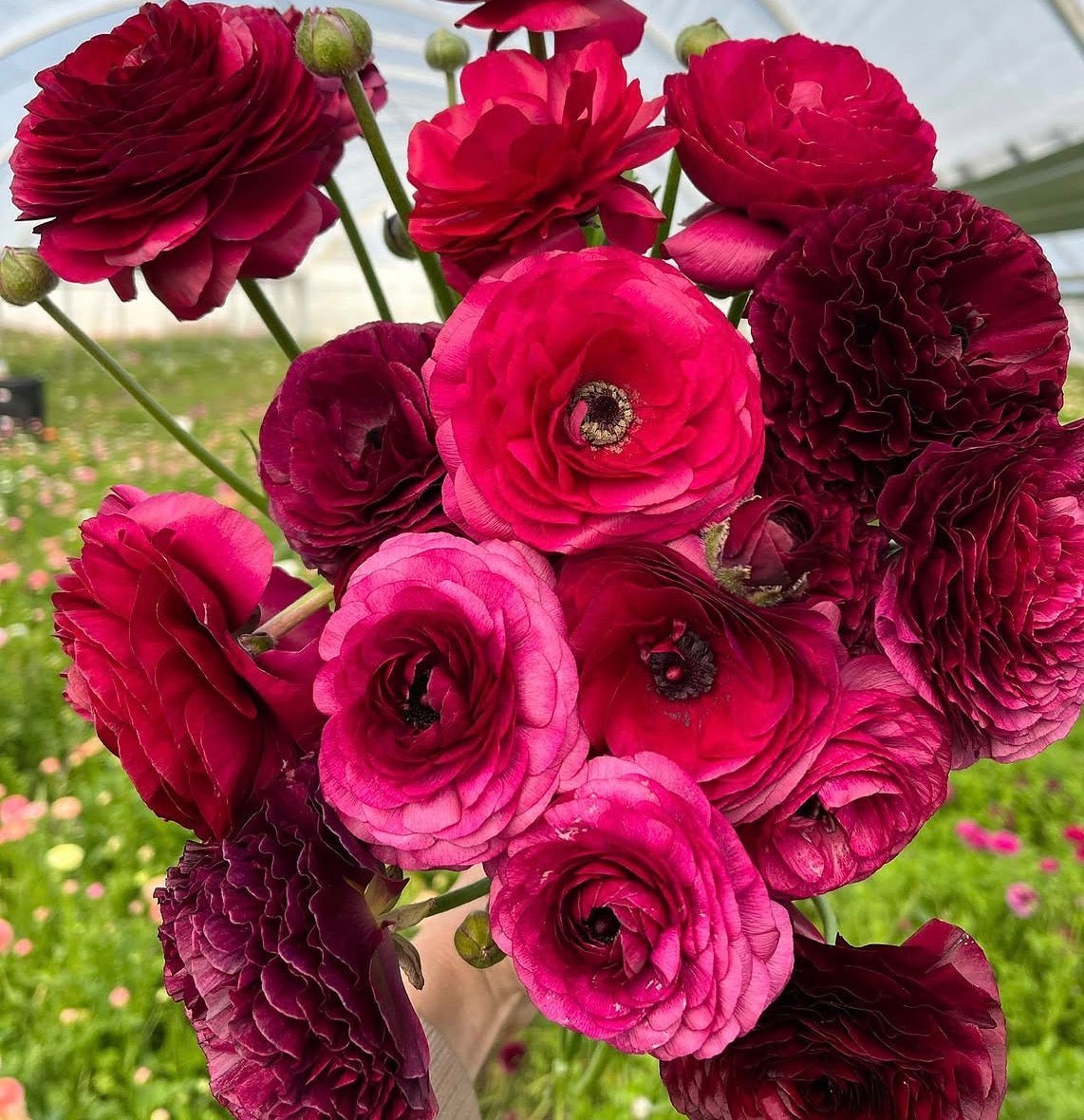 Amandine Violet Ranunculus (10 corms)