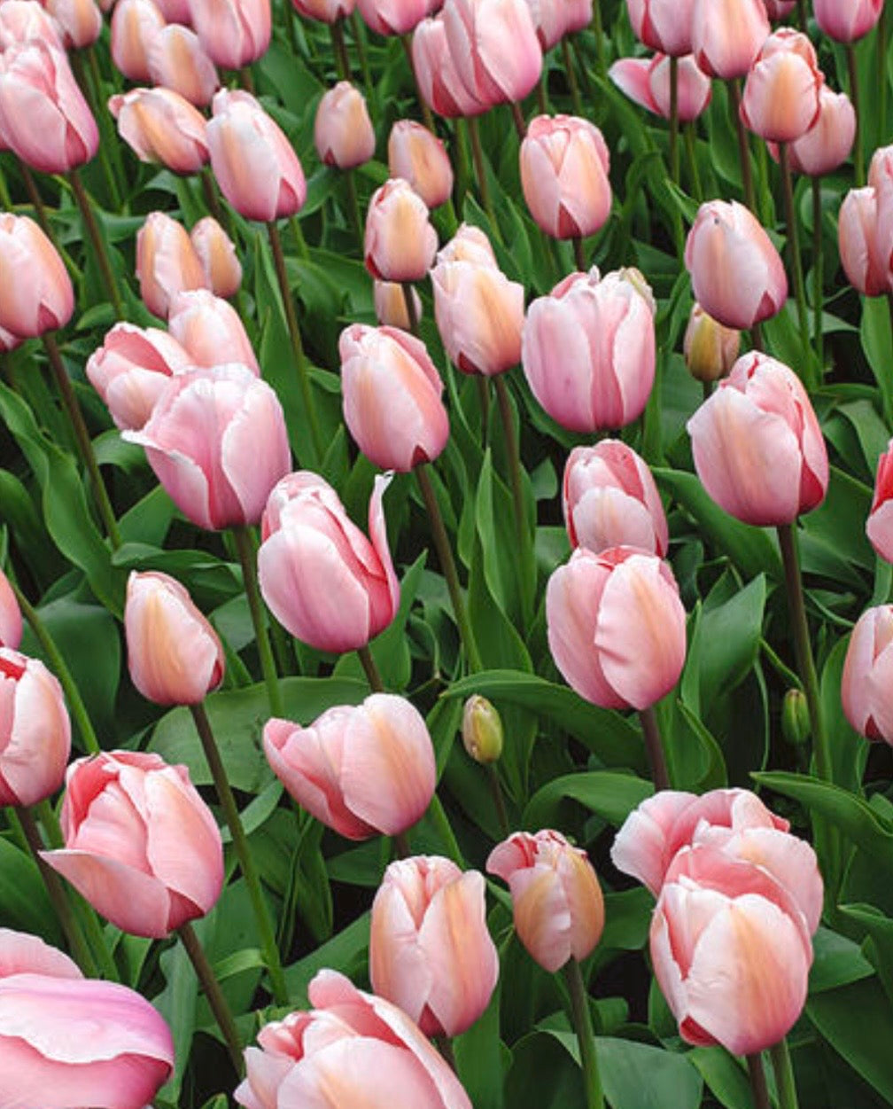 Salmon Impression Tulips (10 bulbs)