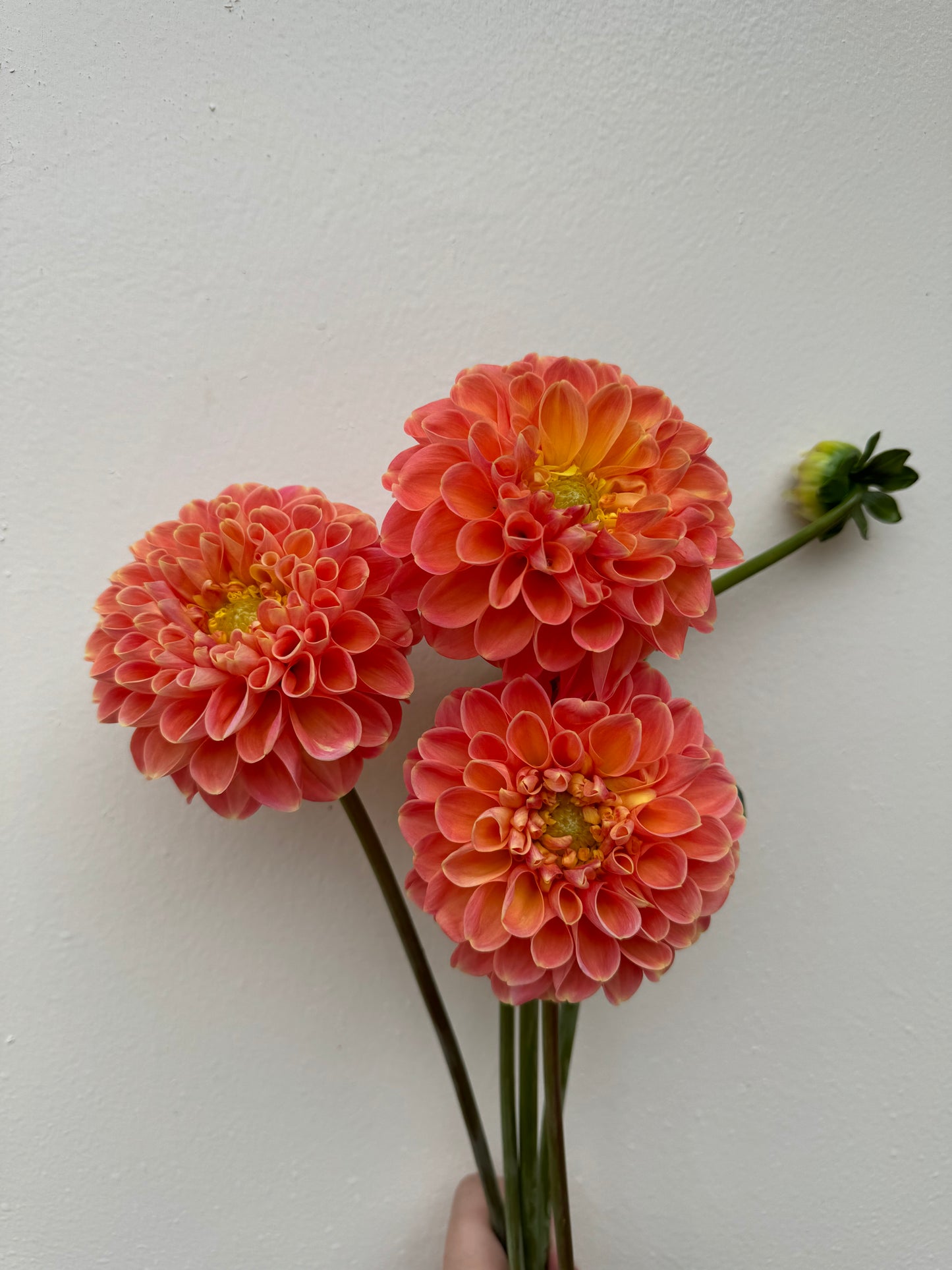 A handful of Crichton Honey dahlias.