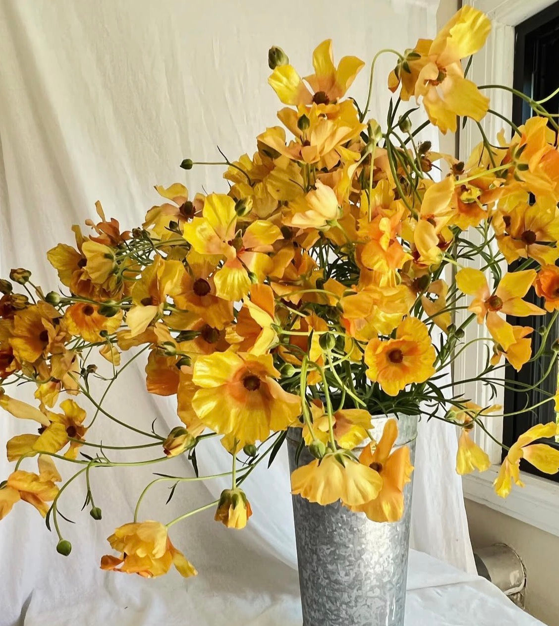 Butterfly Ranunculus - Charis (5 corms)