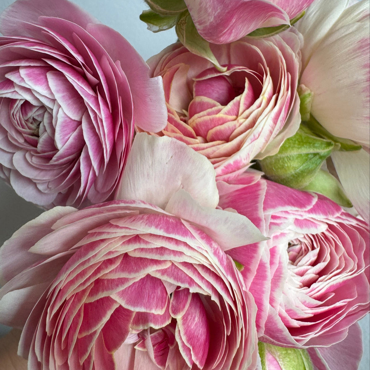 Ranunculus Amandine Porcelain