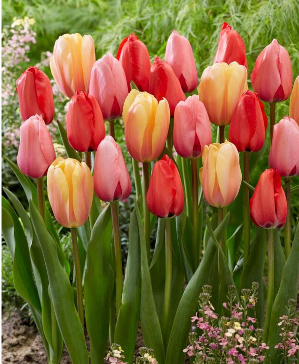 BLACK FRIDAY BUNDLE: Tulip mix (25 bulbs)