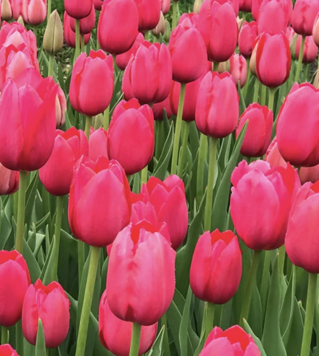 Lady Van Eijk Tulips (10 bulbs)