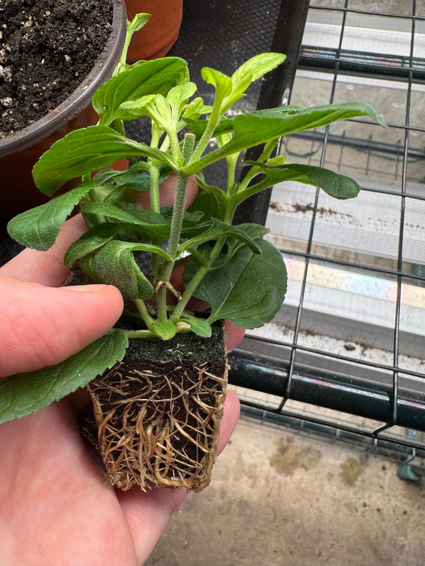 Veronica - blue (4 seedlings)
