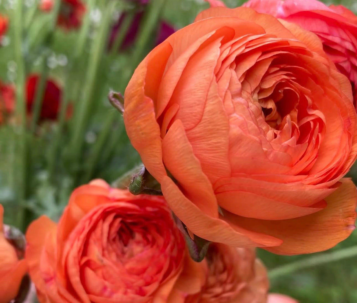Amandine Salmon Ranunculus (10 corms)