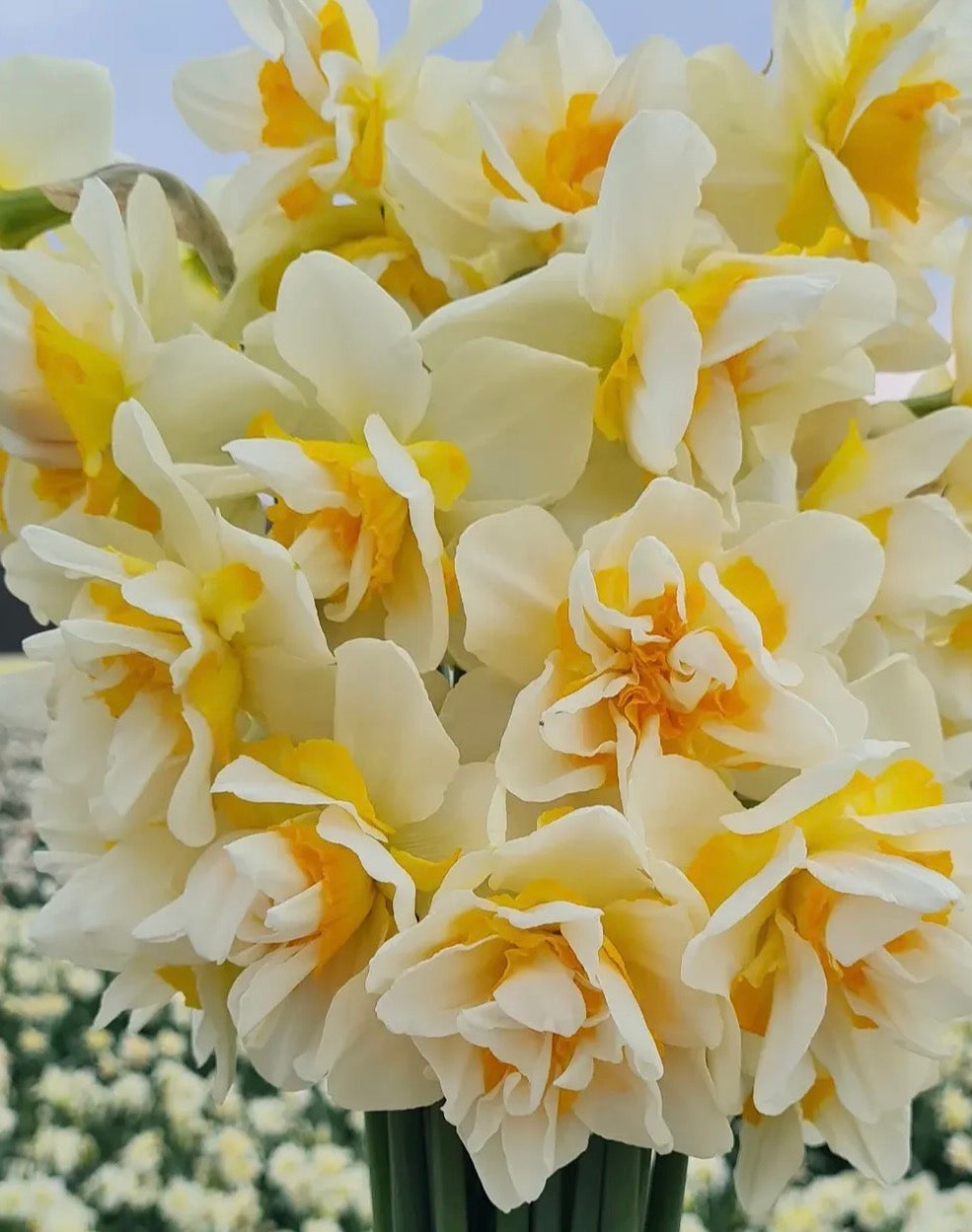 White Lion (10 bulbs)