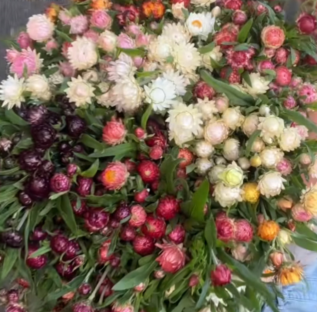 Strawflower seedlings - silvery rose (6)