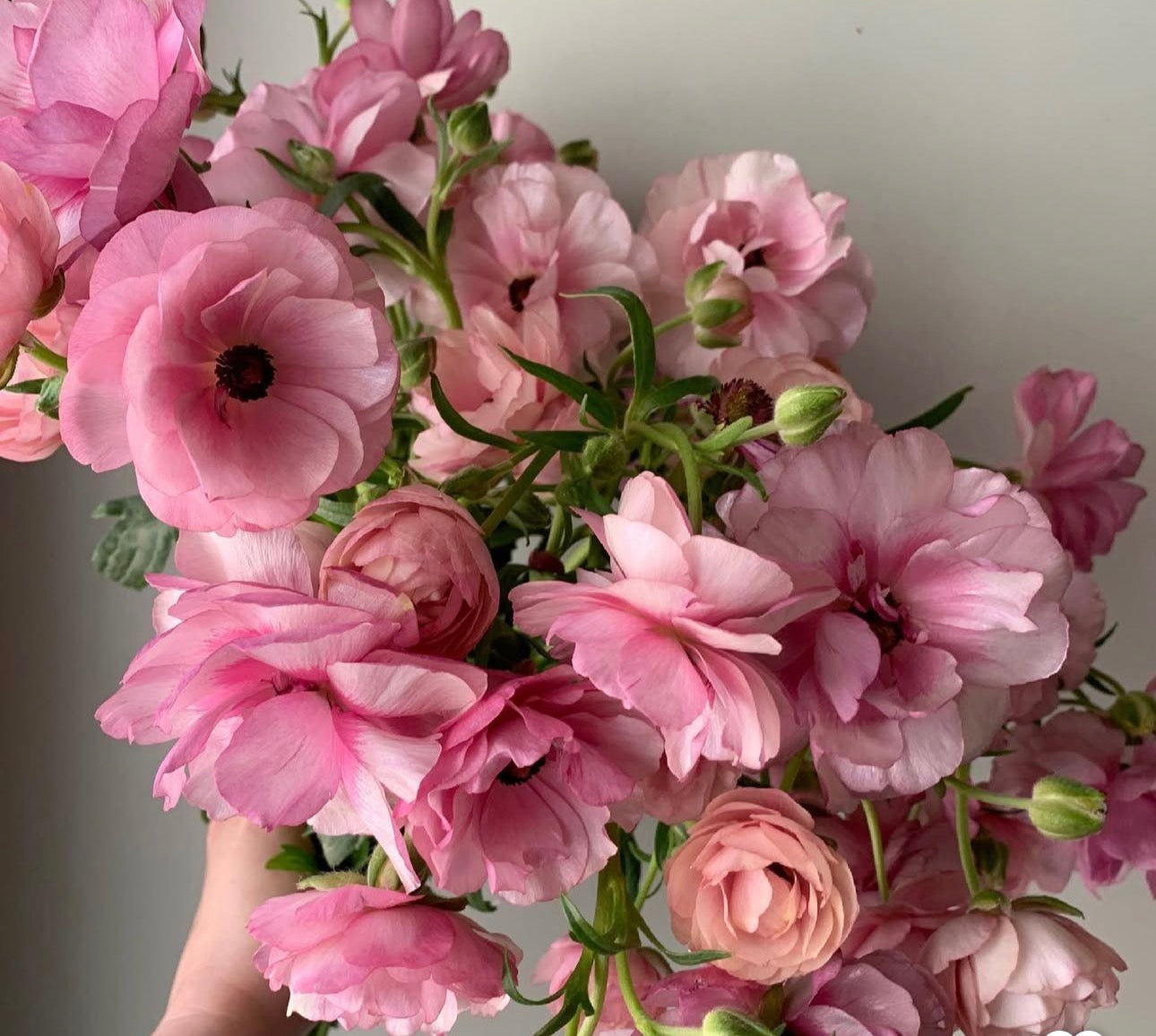 Butterfly Ranunculus - Hera (5 corms)