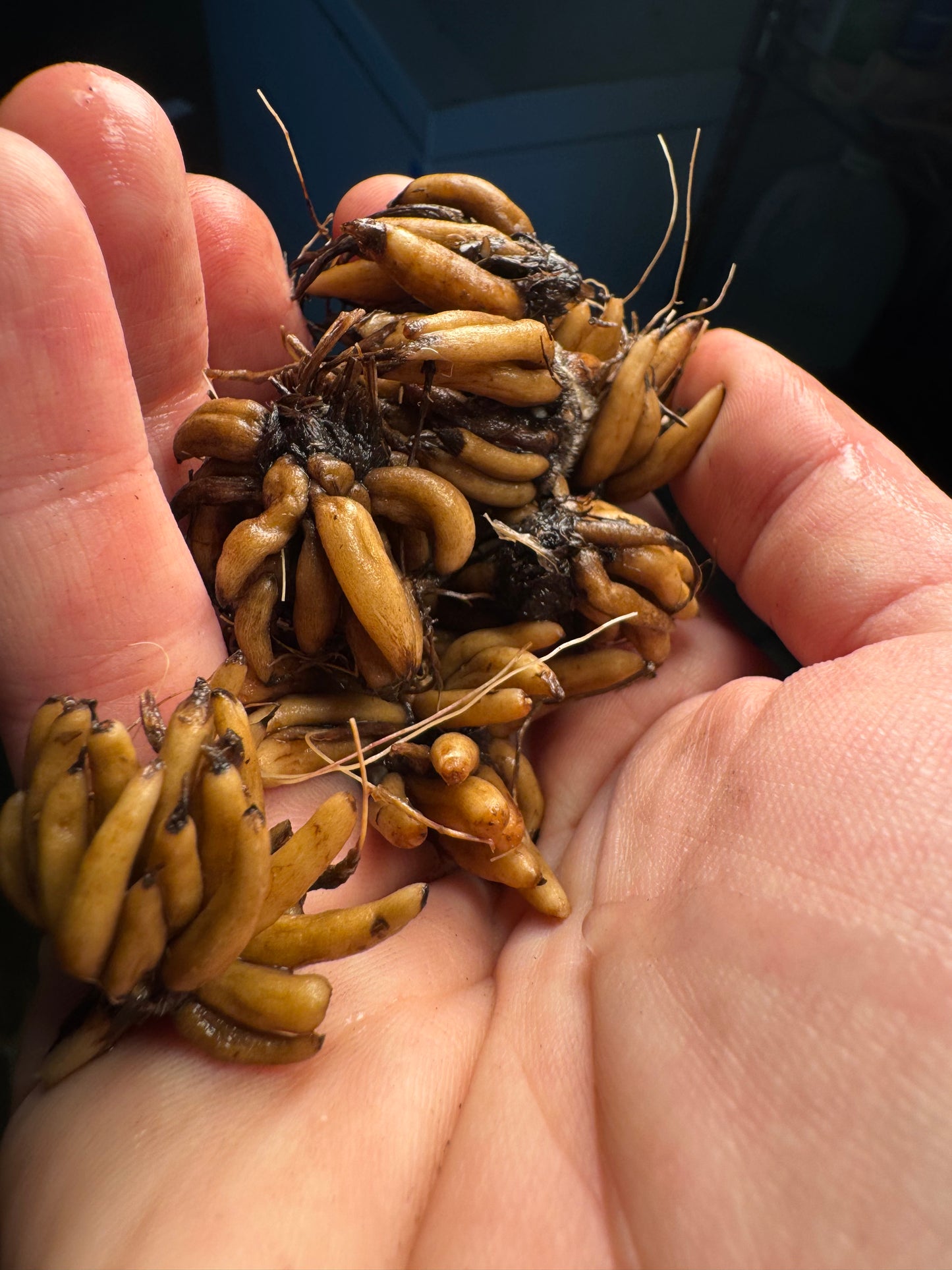 Romance Ranunculus Mix (10 corms)