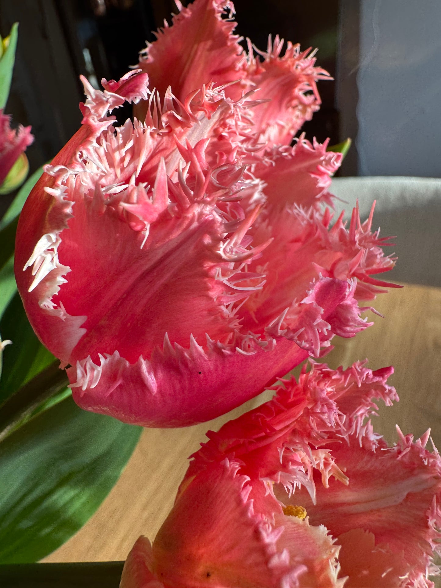 Cairns Tulips (10 bulbs)