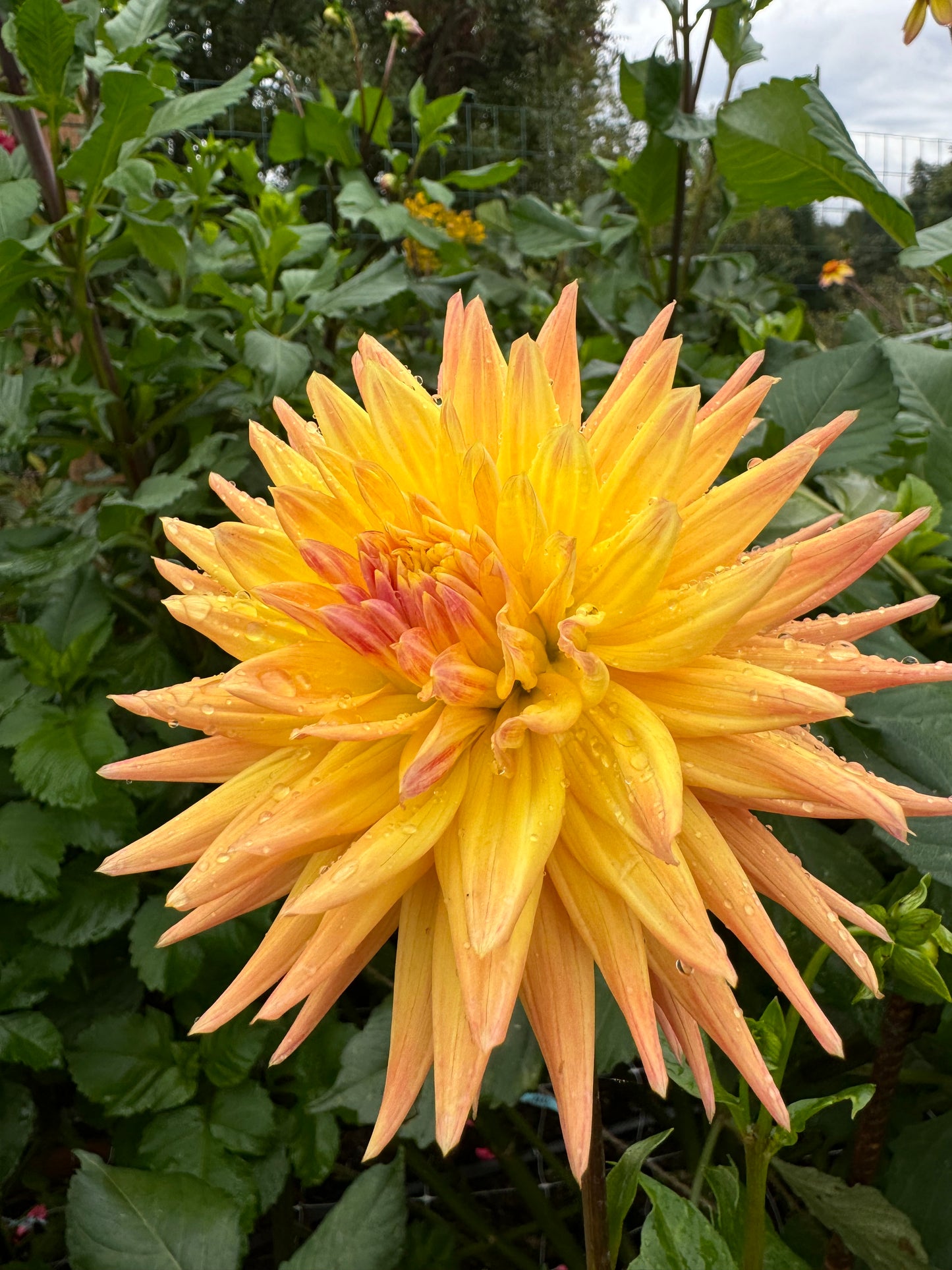 Star