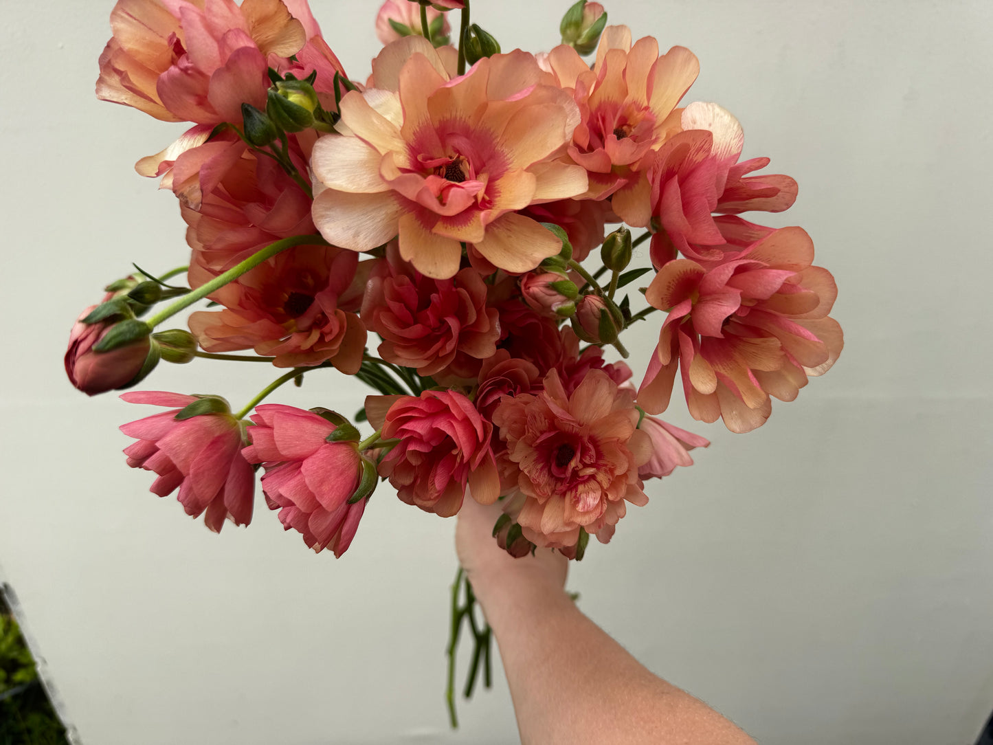 Butterfly Ranunculus - Eris (5 corms)
