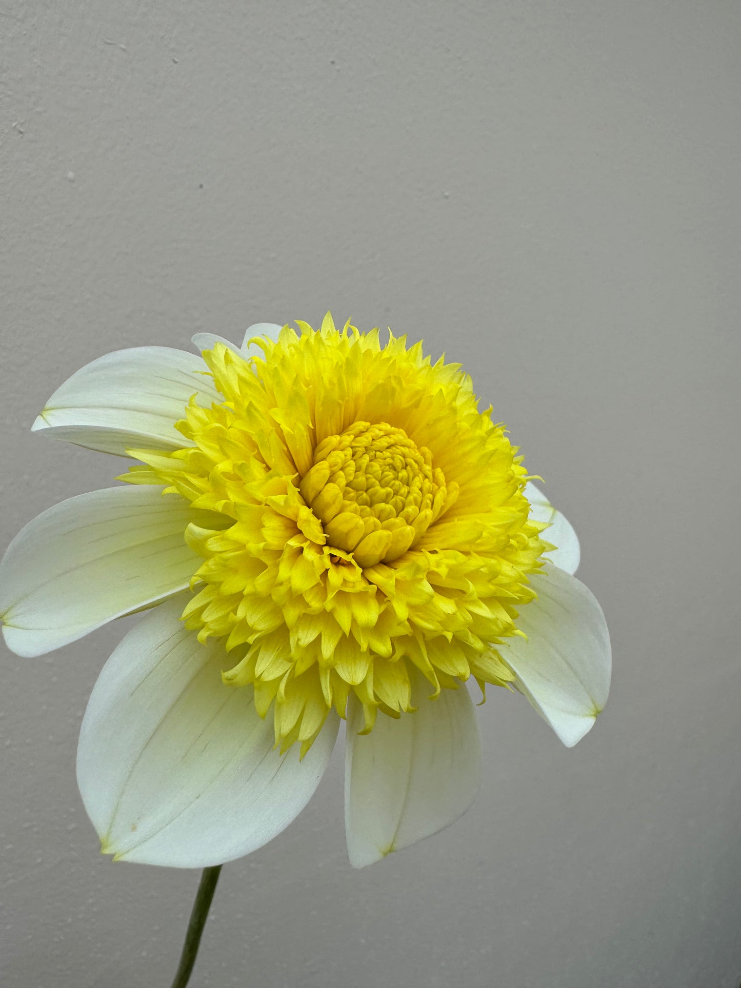 One stem of the Summertime Sandia dahlia.