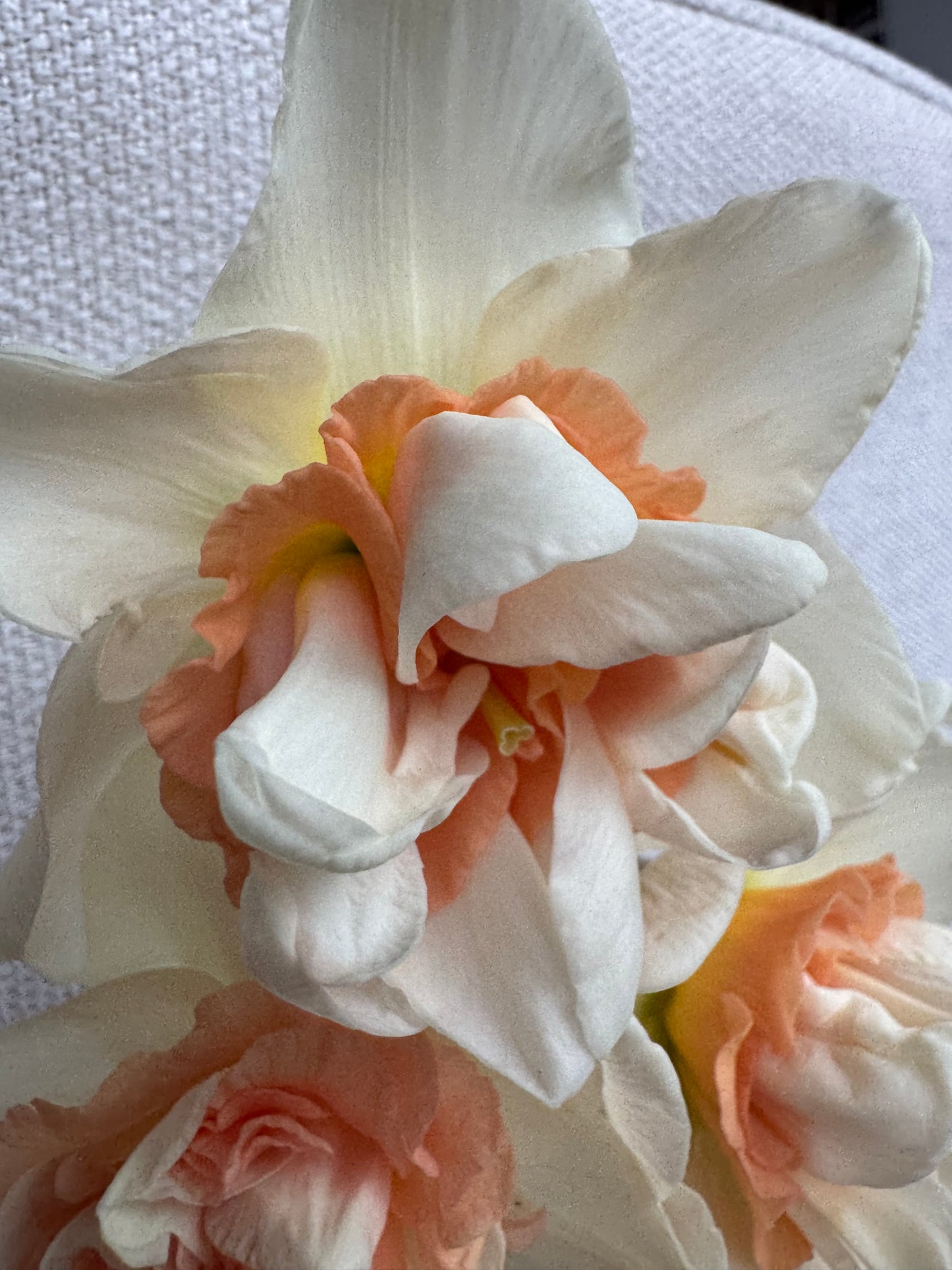 Daffodil - Replete (10 bulbs)