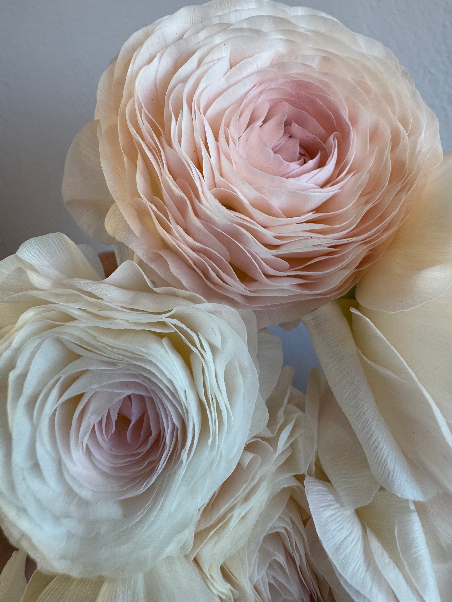 Amandine Chamallow Ranunculus (10 corms)