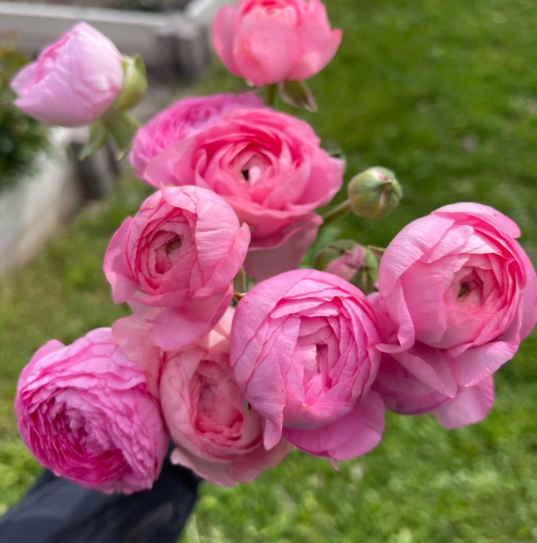 Amandine Barby Ranunculus (10 corms)
