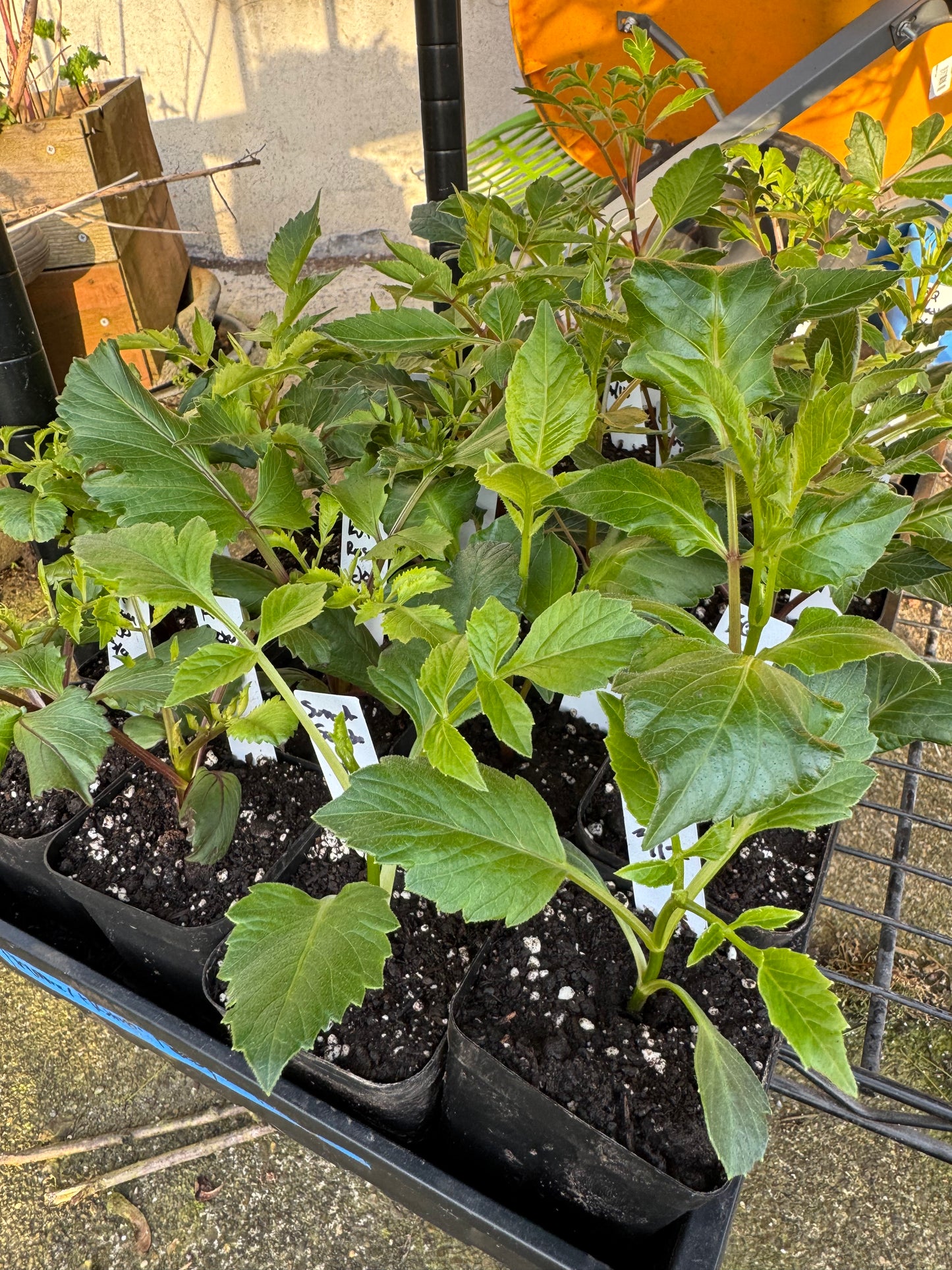 Summer Merlot dahlia cutting