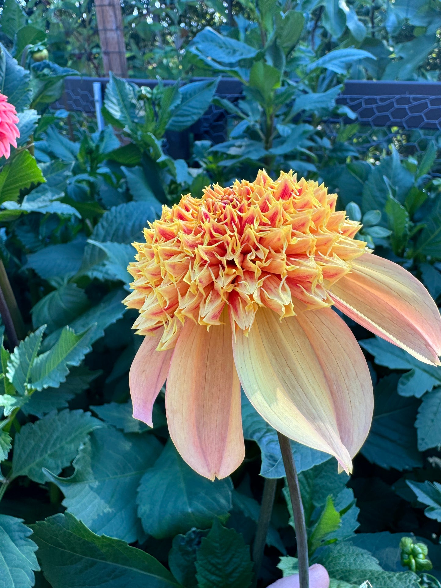 Sandia Brocade