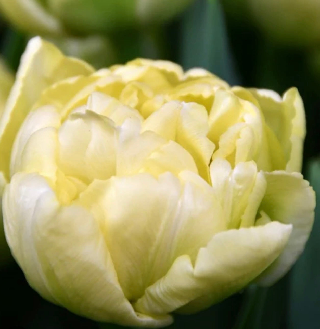Avants Garde Tulip (10 bulbs)