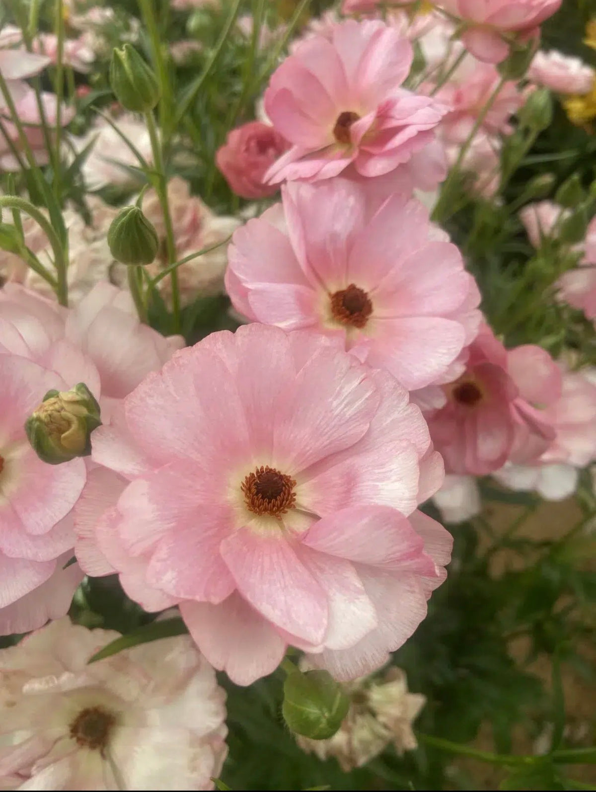 Butterfly Ranunculus - Venus (5 corms)