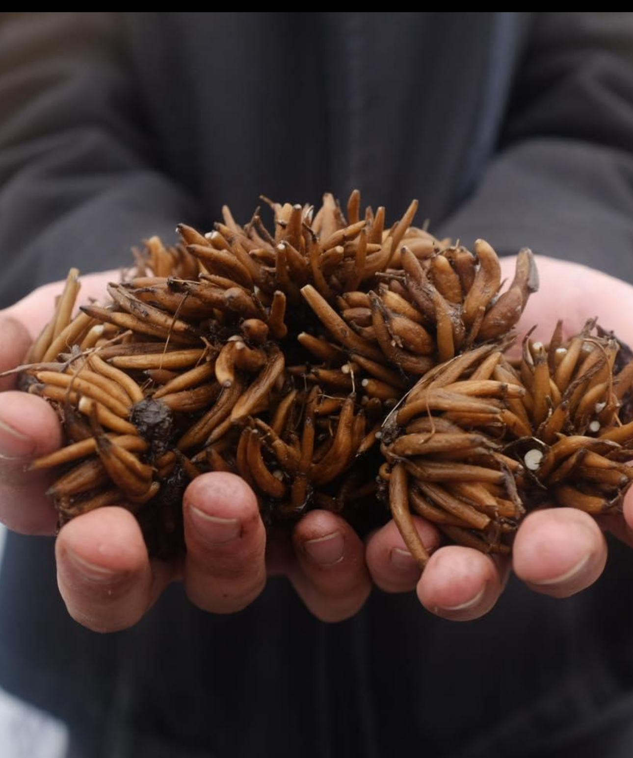 Ranunculus - Romance Nohant (5 corms)