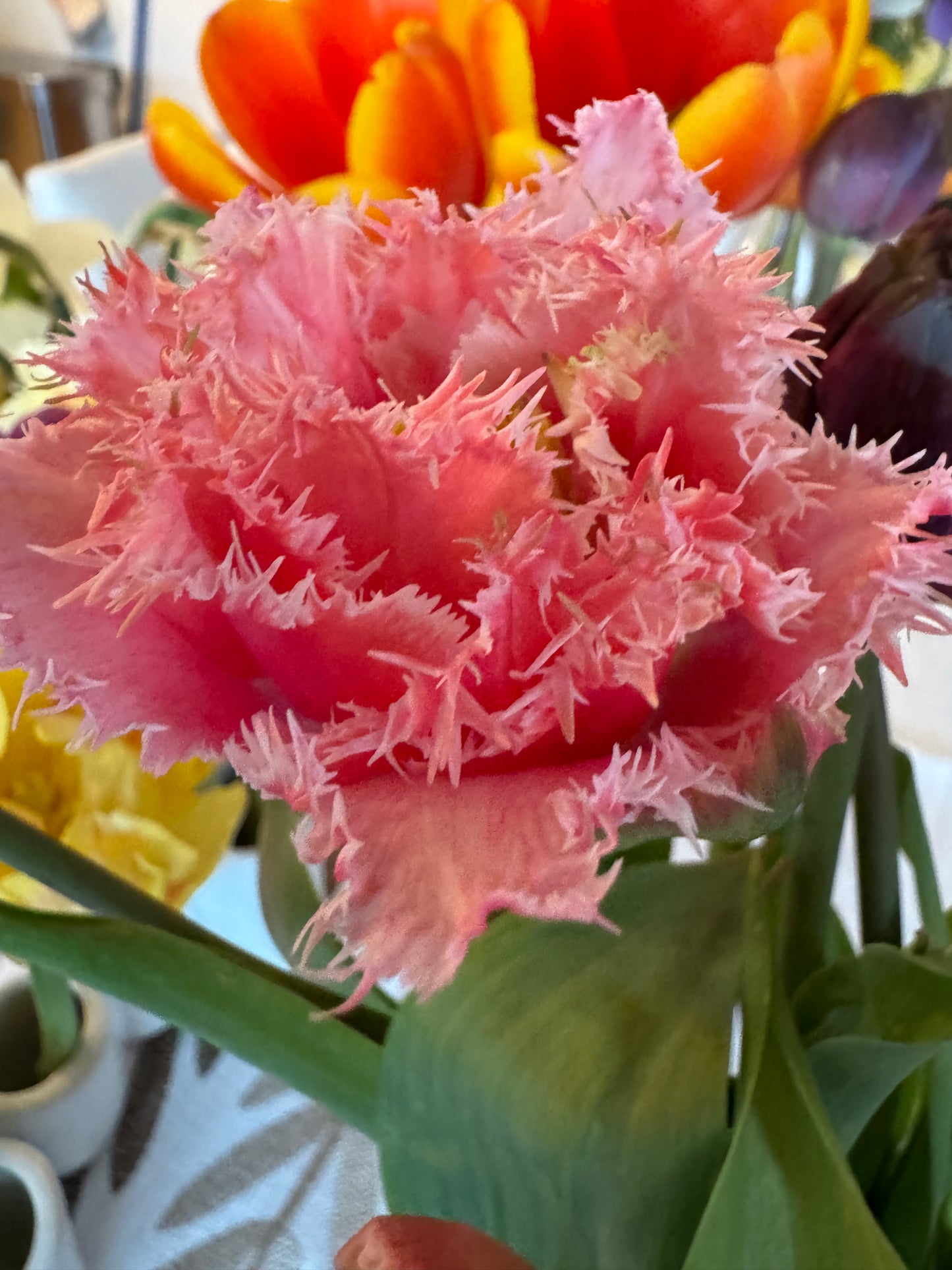 Fringed tulip bundle: Queensland, Purple Crystal and Cairns (30 bulbs)