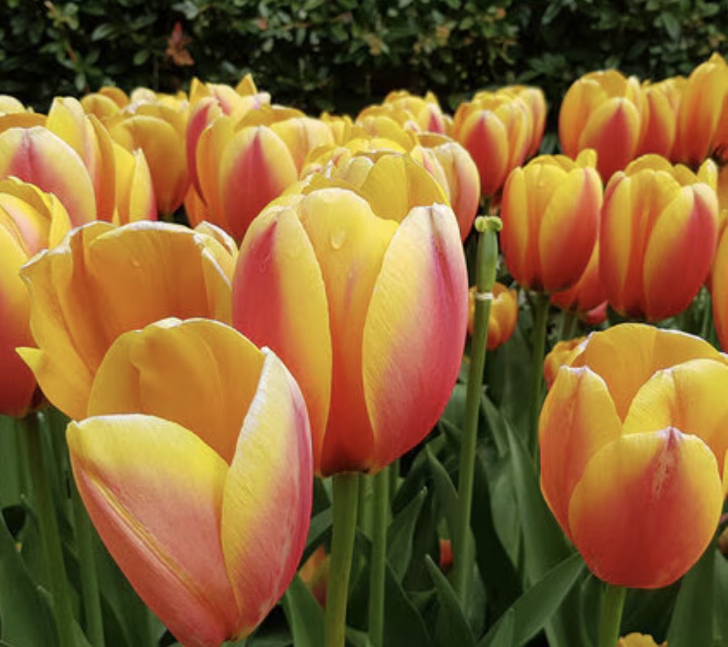 Mixed bundle Darwin Hybrid tulips (25 bulbs)