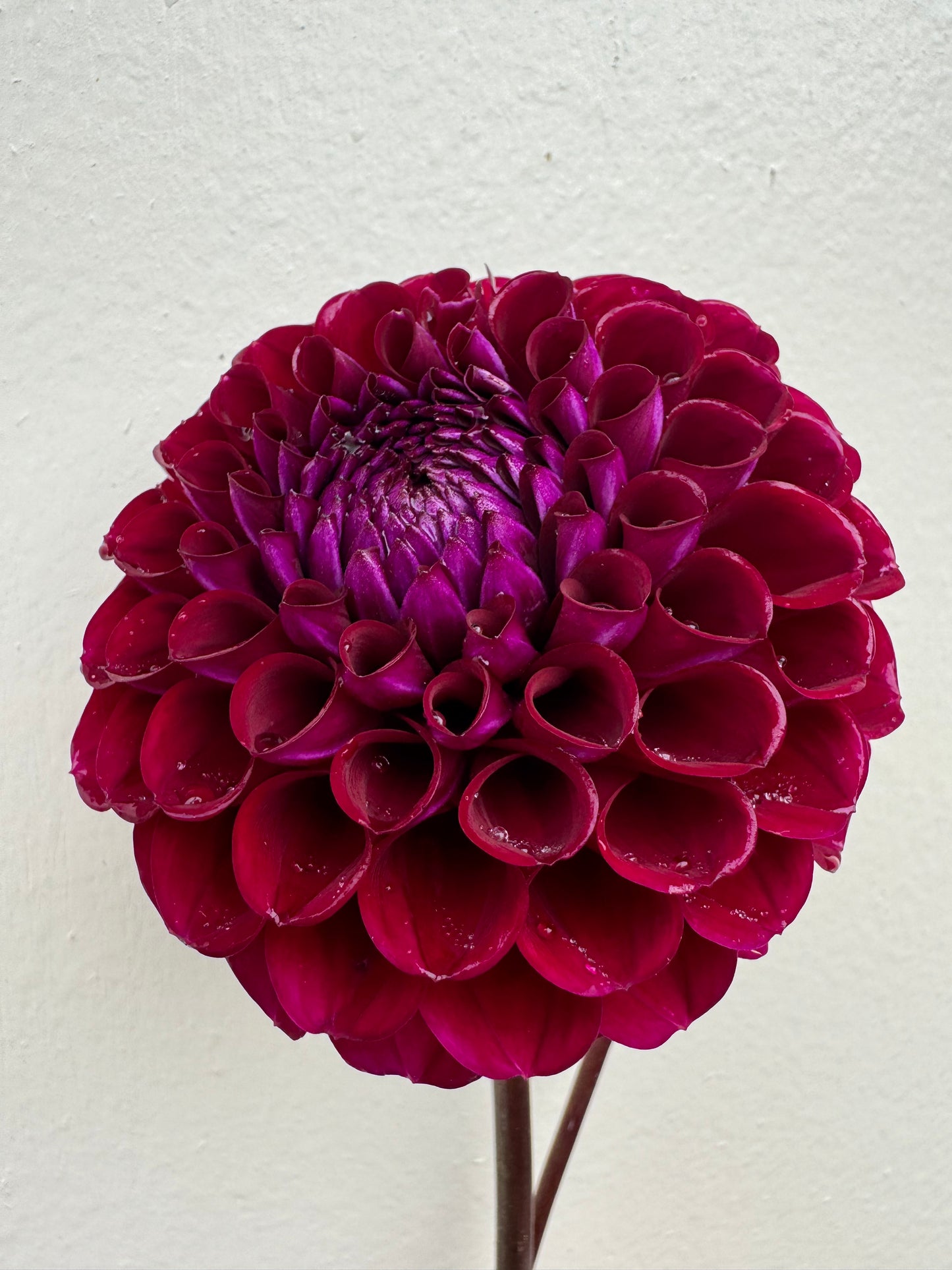 A photo of an Ivanetti dahlia