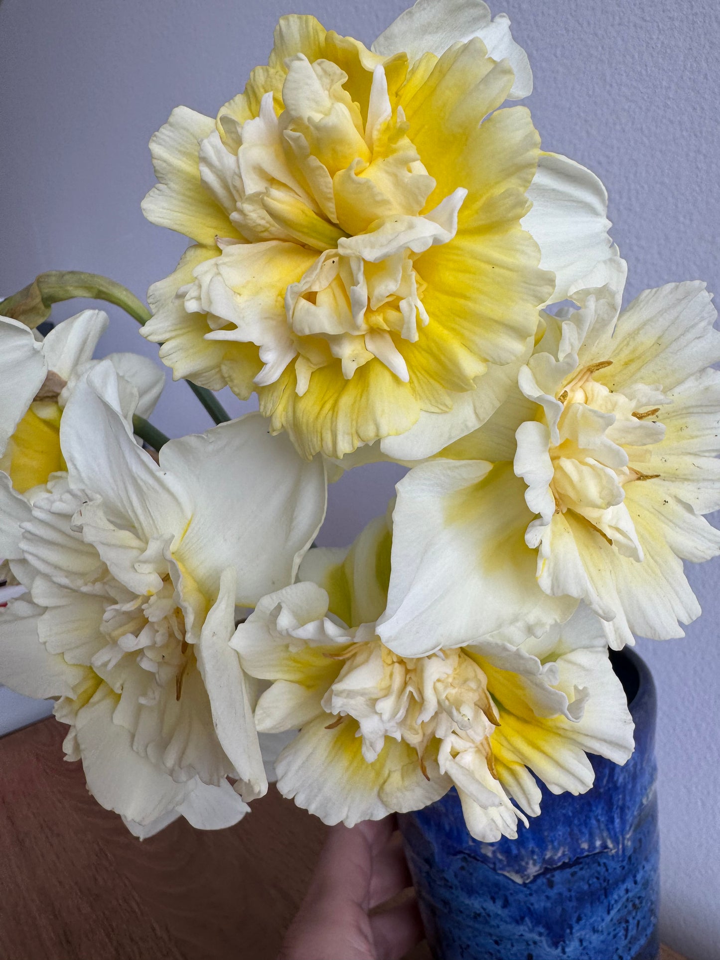 Daffodil - Ice King (10 bulbs)