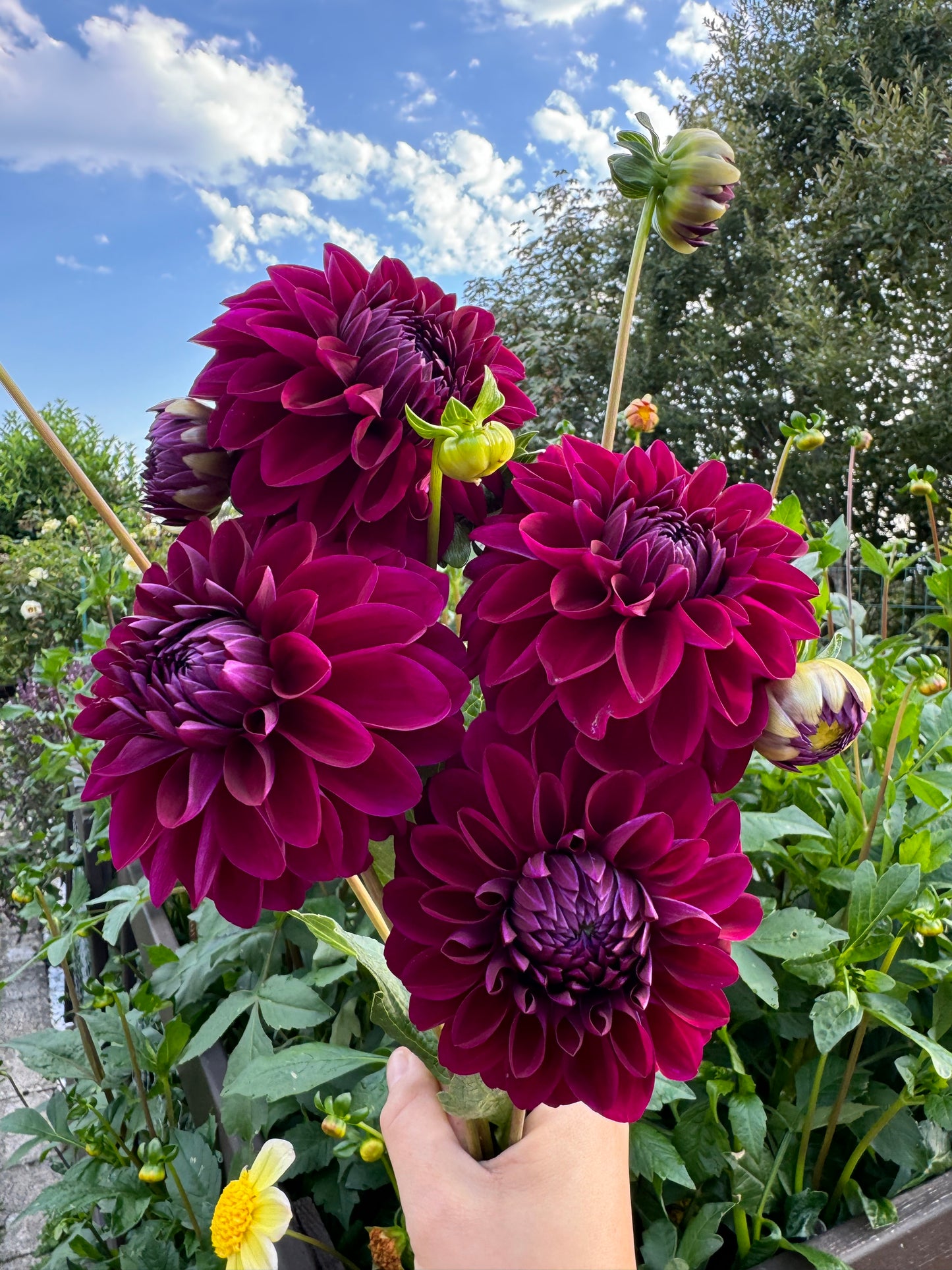 Summer Merlot
