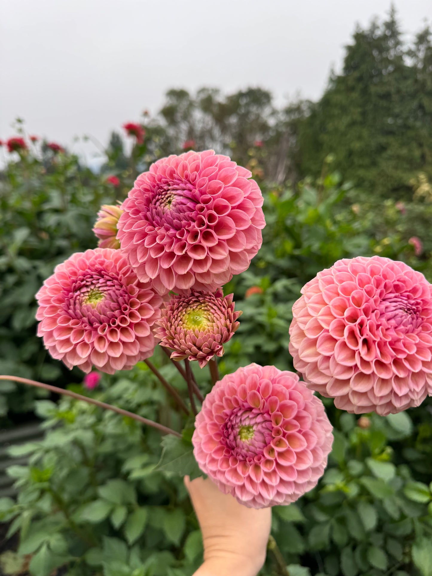 A handful of Bracken Rose dahlias.