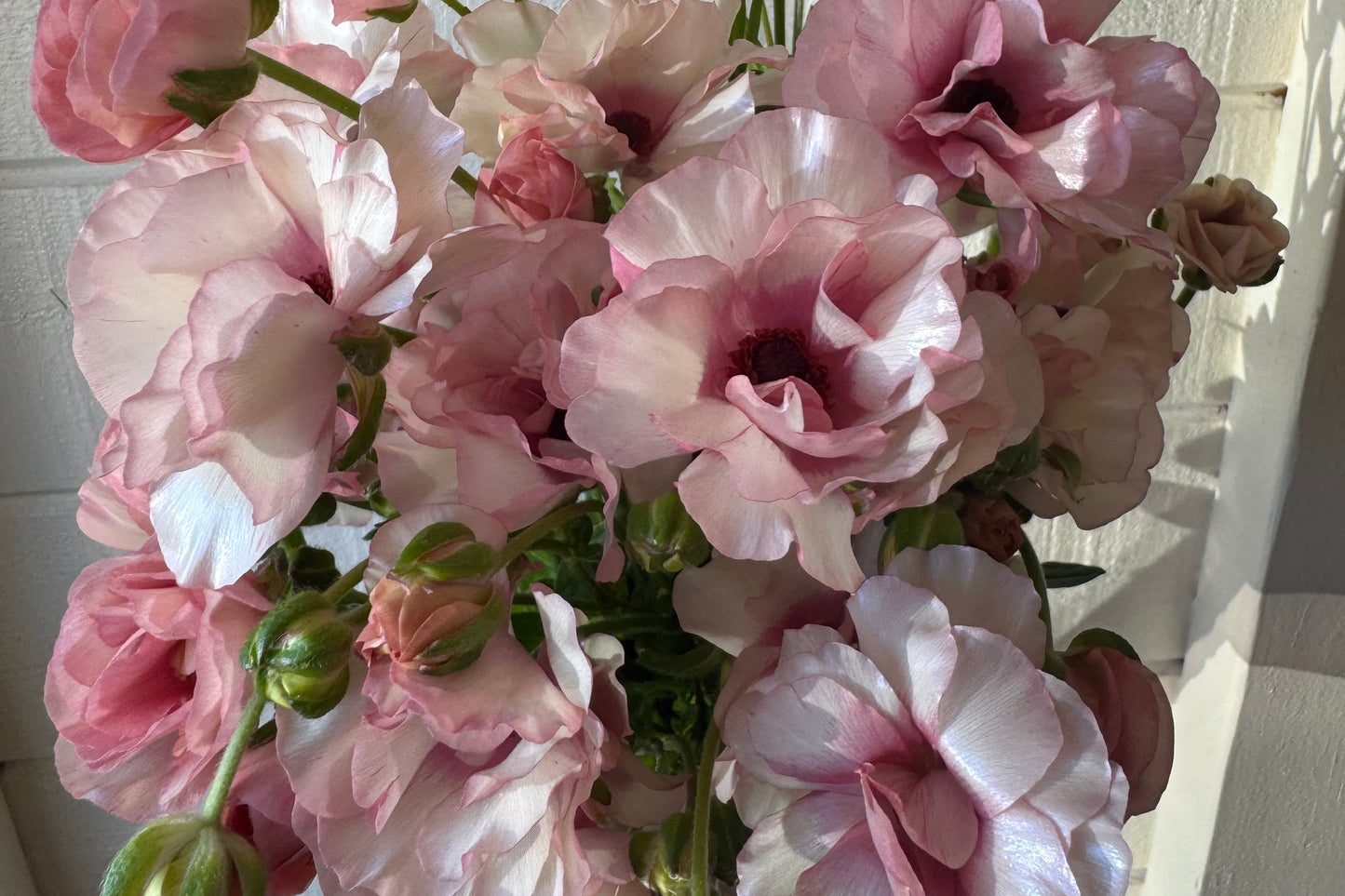 Butterfly Ranunculus Mix (10 corms)