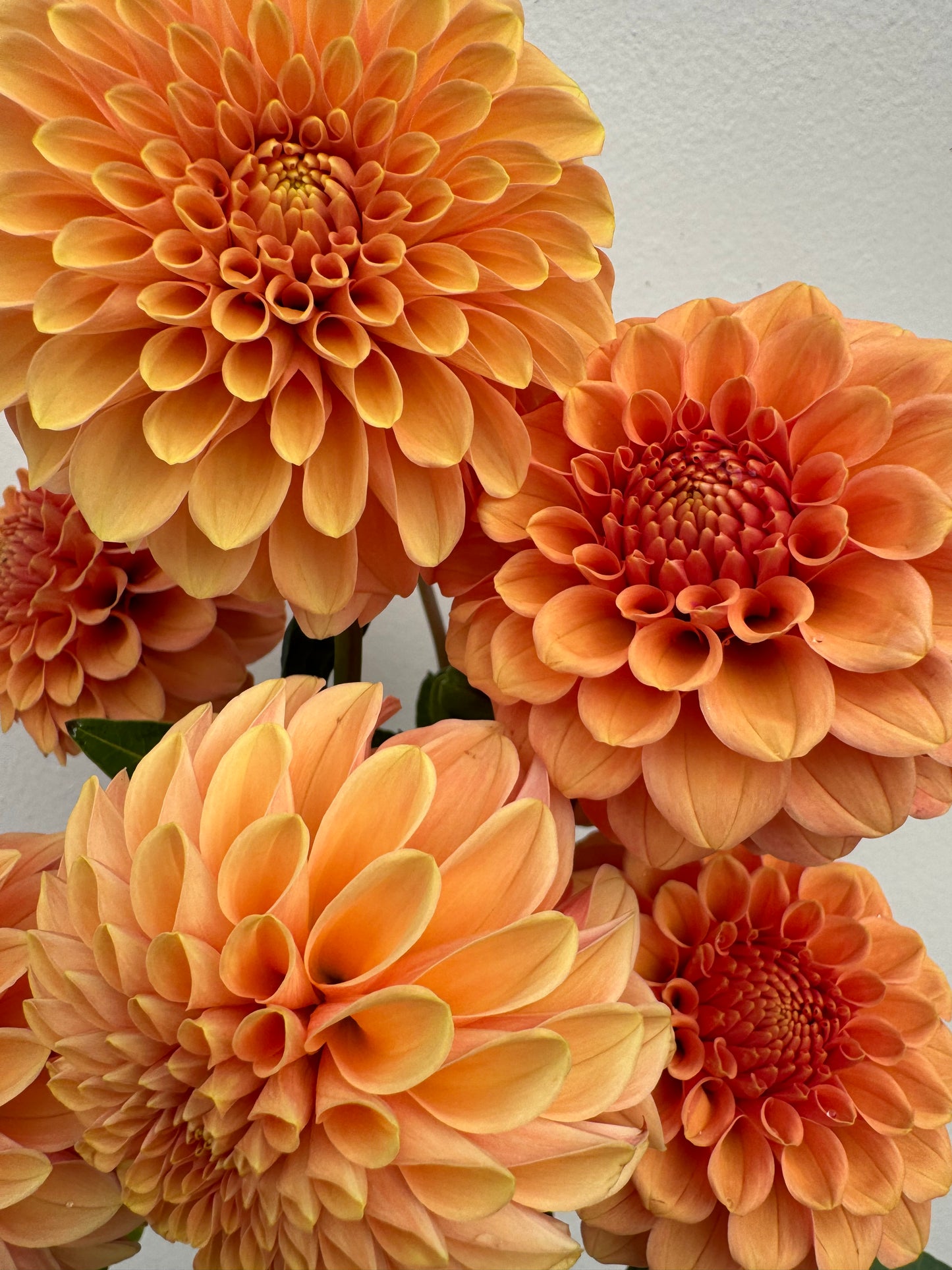 A bouquet of Rose Toscano dahlias.