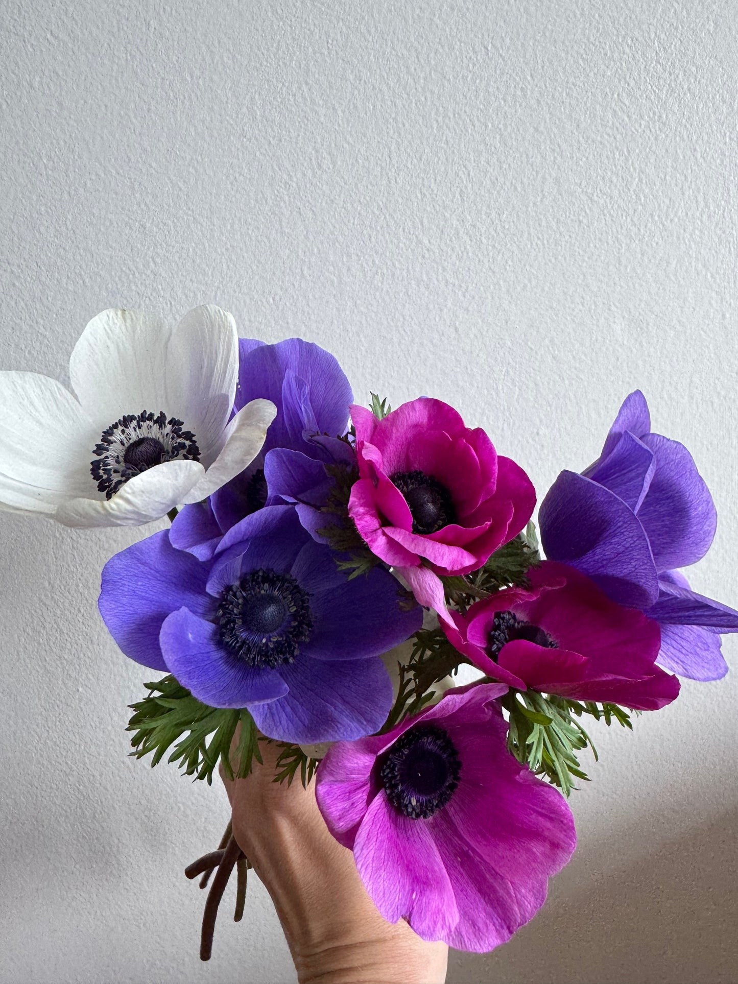 BLACK FRIDAY PRICE: Anemones - bundle of mixed colors (25 corms)