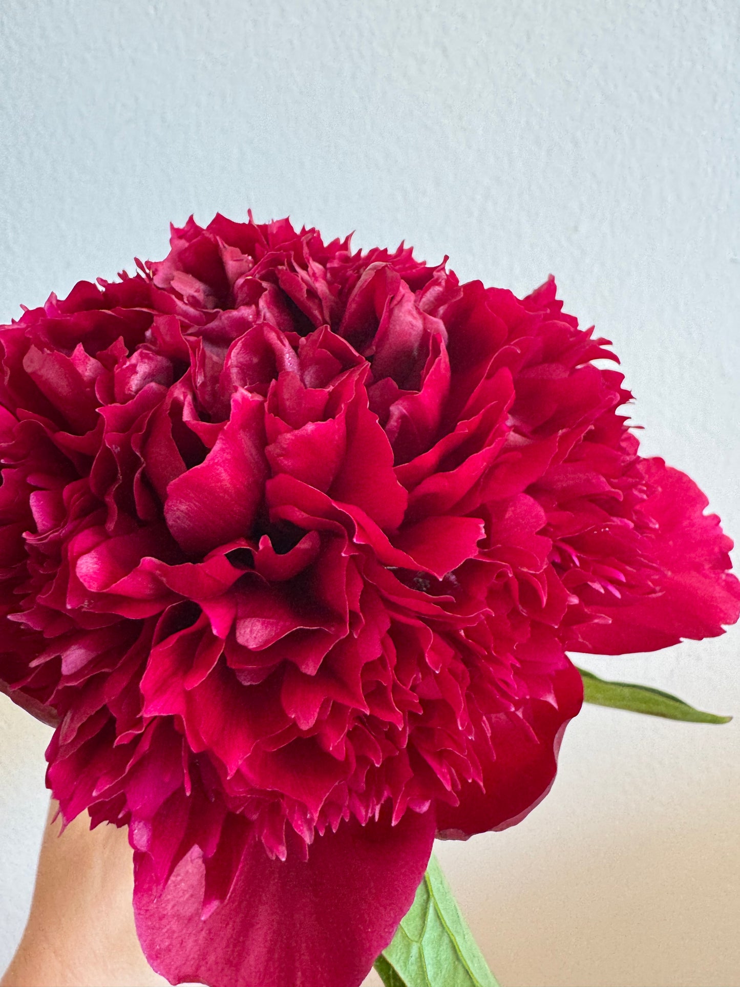 Three-peony bundle