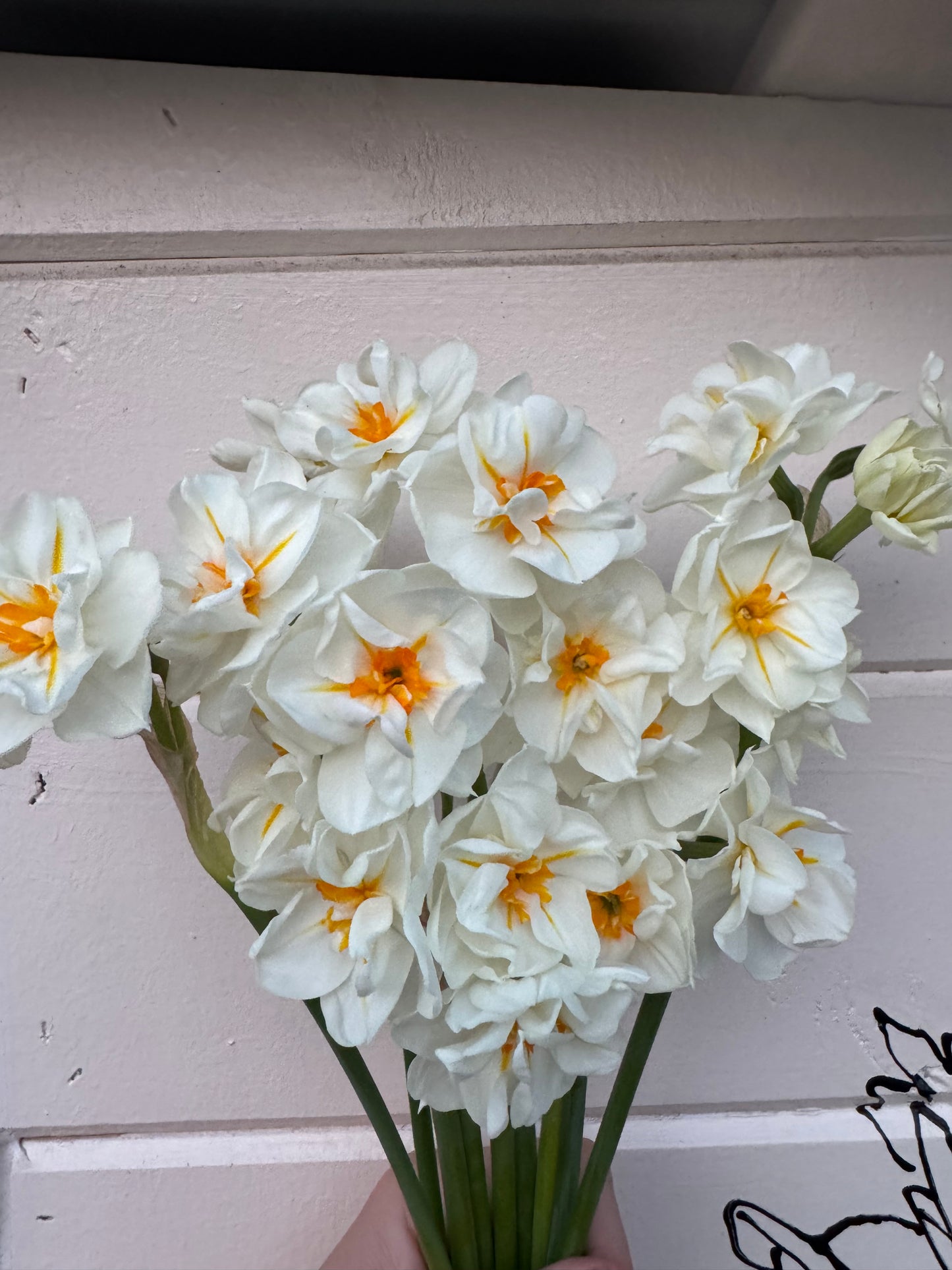 Daffodil - Sir Winston Churchill (10 bulbs)