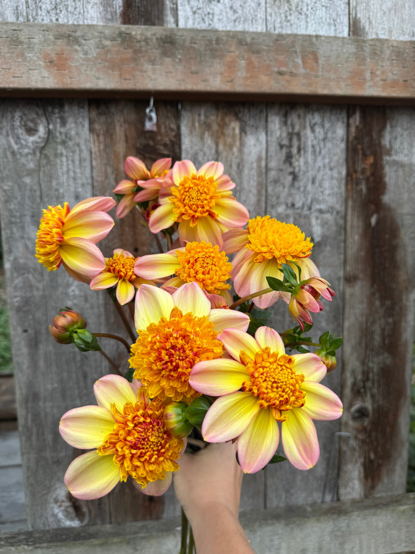 Handful of Bloomquist Golden dahlias.