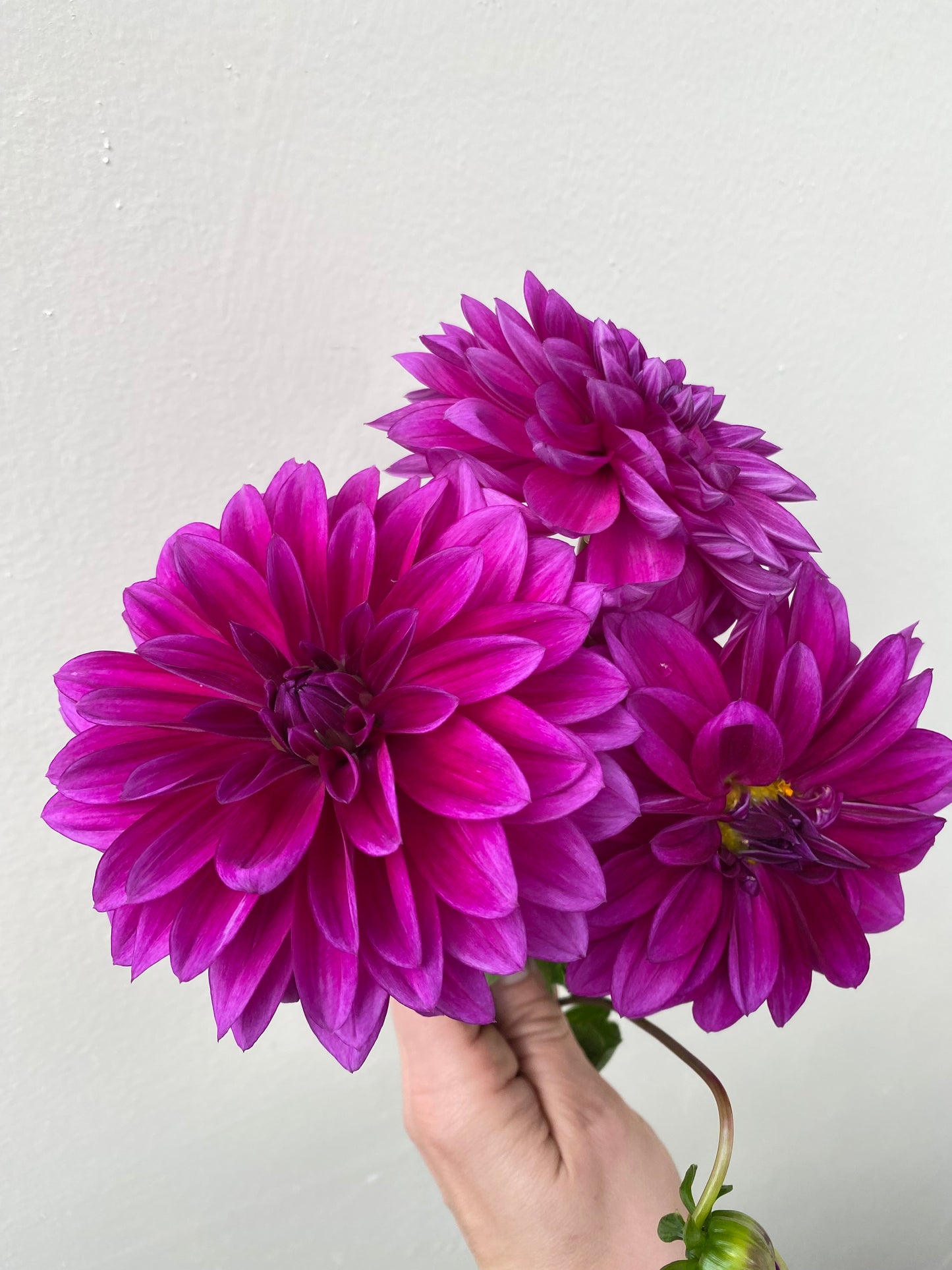A handful of Thomas Edison dahlias.