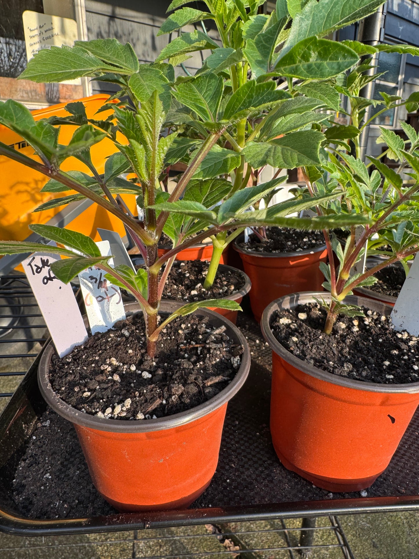 Bloomquist Alan Dahlia Cutting