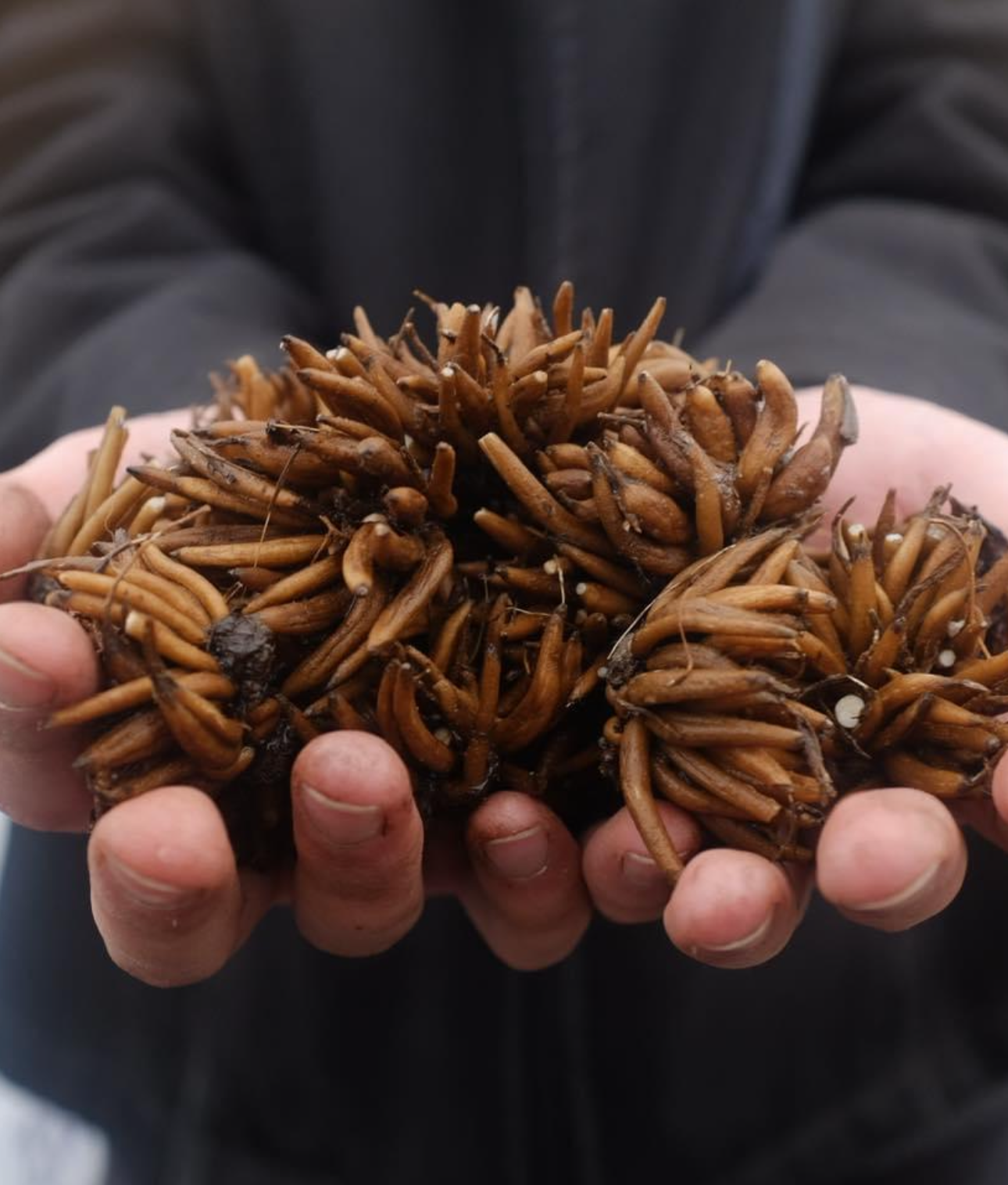 Ranunculus - Romance Louise (5 corms)