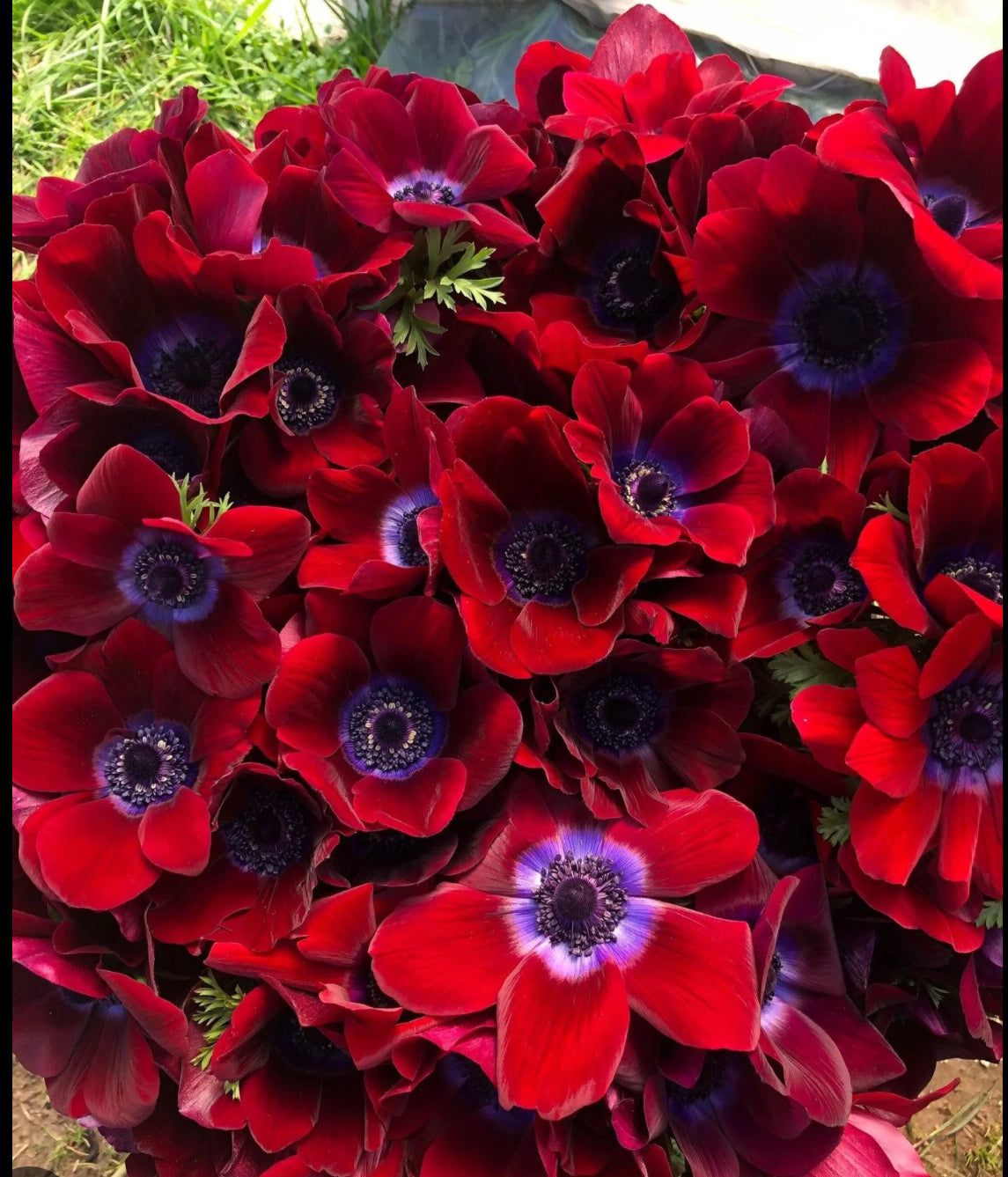 Red Anemones (10 corms)