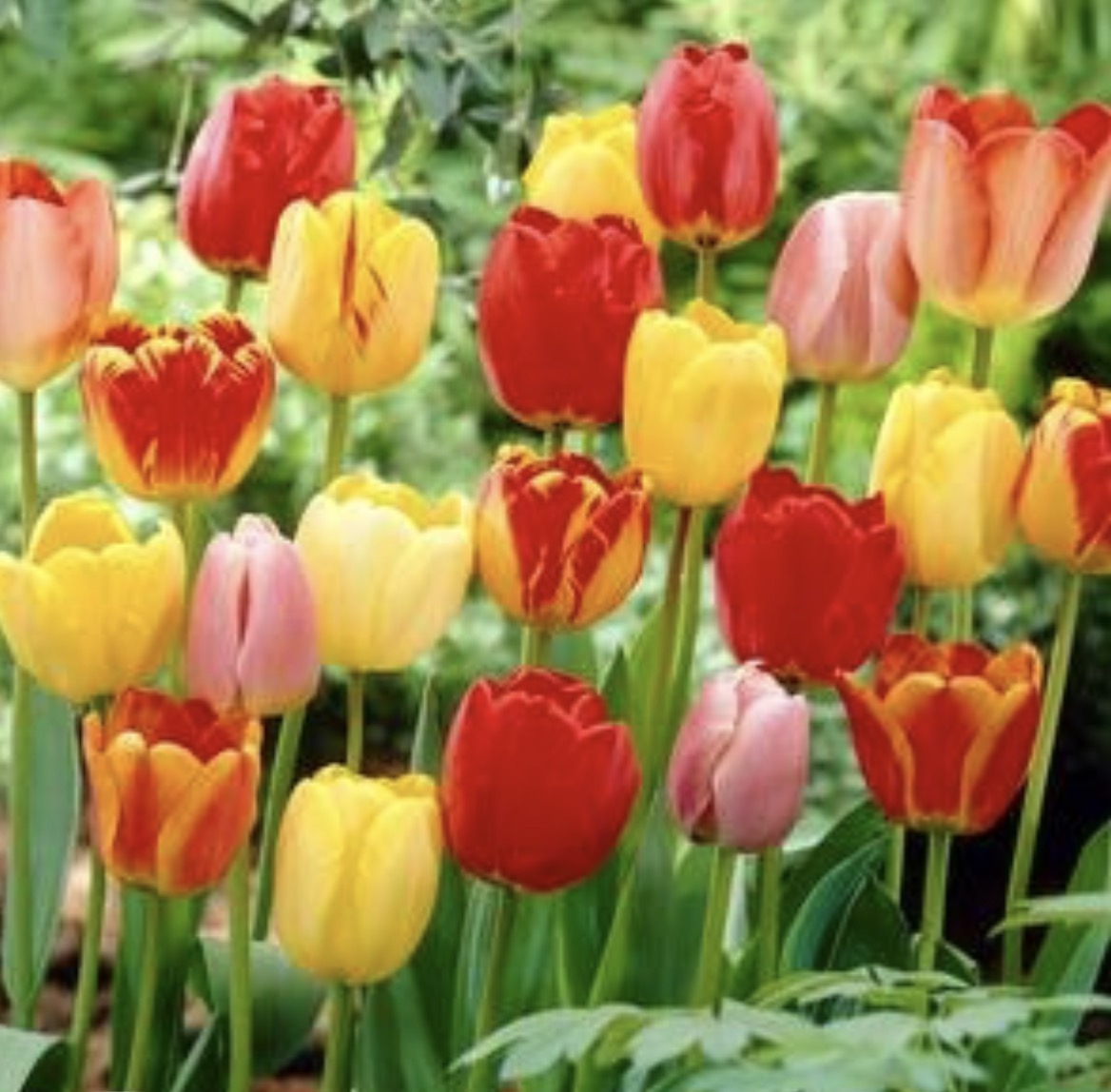 PRESALE EXCLUSIVE: Mixed bundle of orange, yellow and red Darwin Hybrid tulips (25 bulbs)