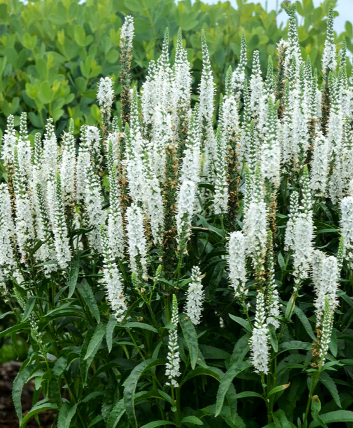 Veronica seedlings - white (4)
