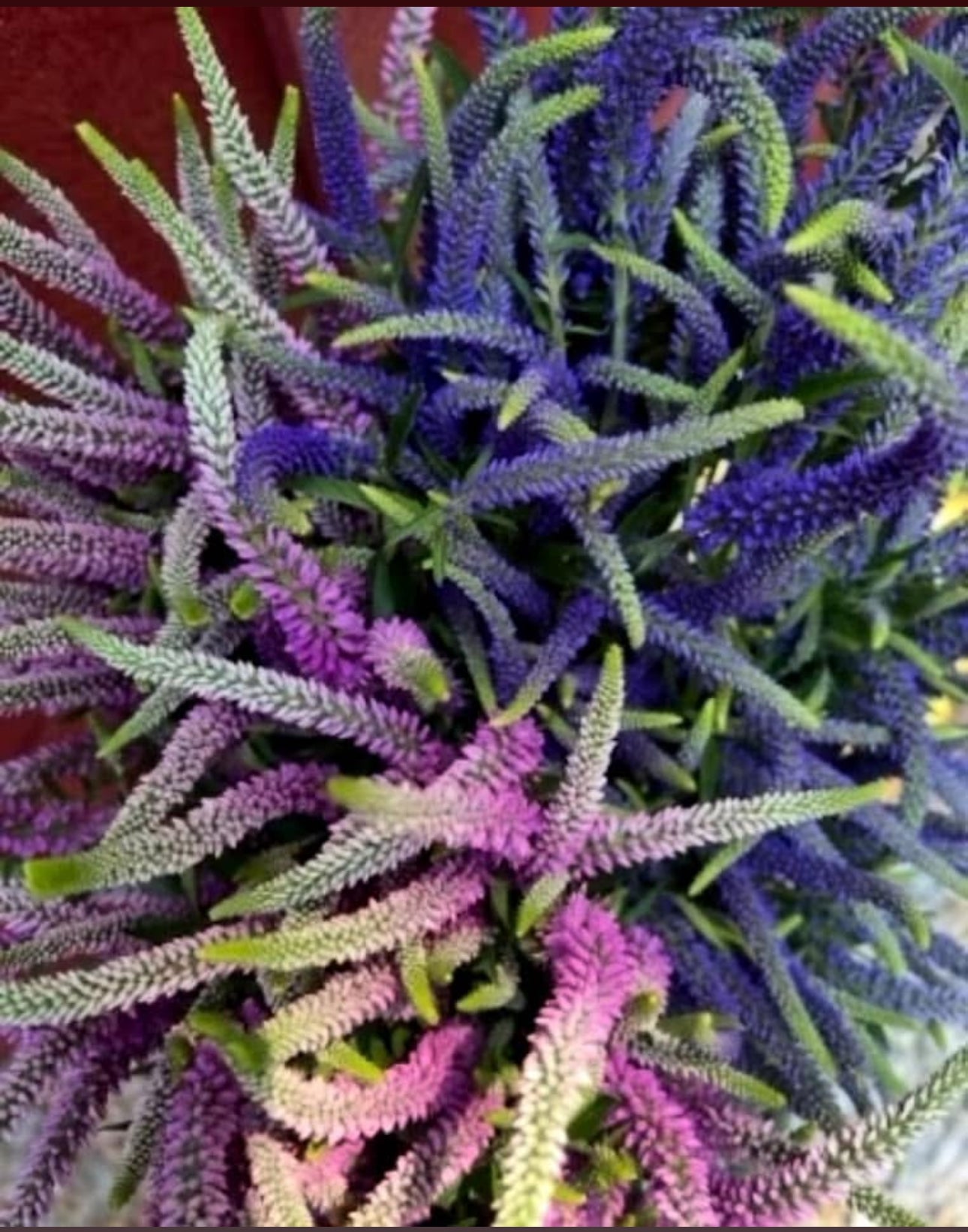 Veronica seedlings - white (4)