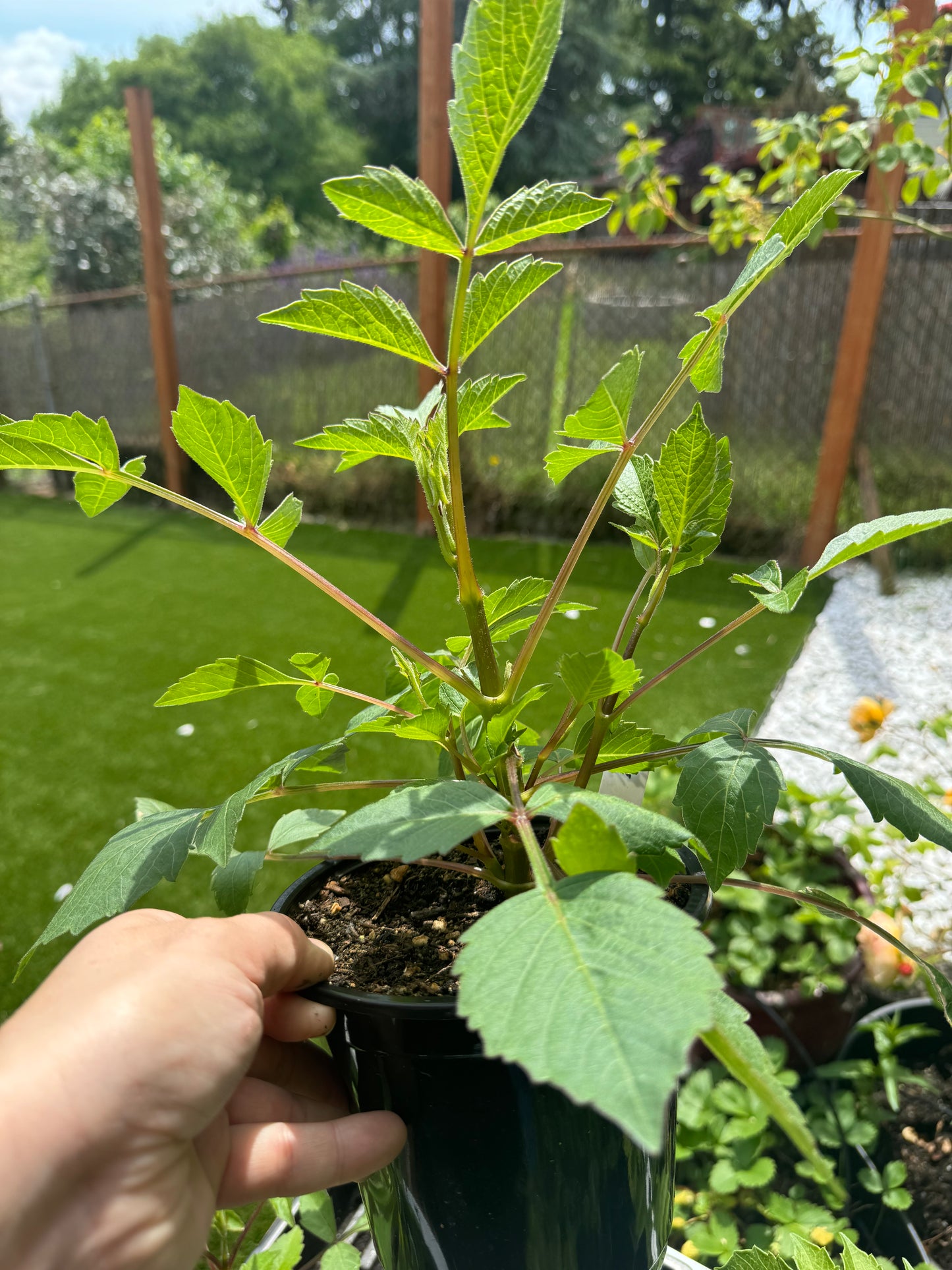 Mystery Dahlia Cutting
