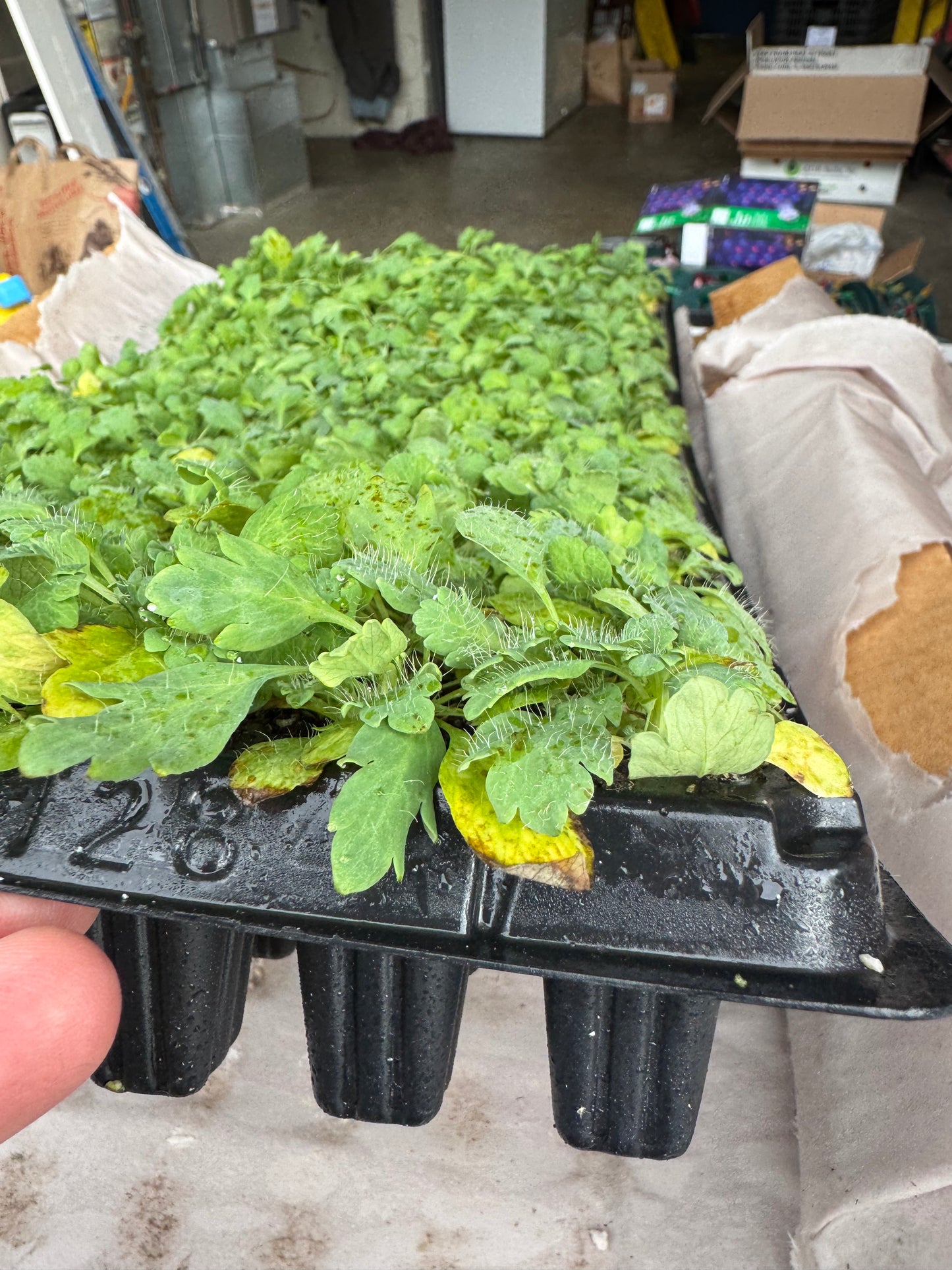 Hummingbird poppy seedlings (6 - mixed colors)