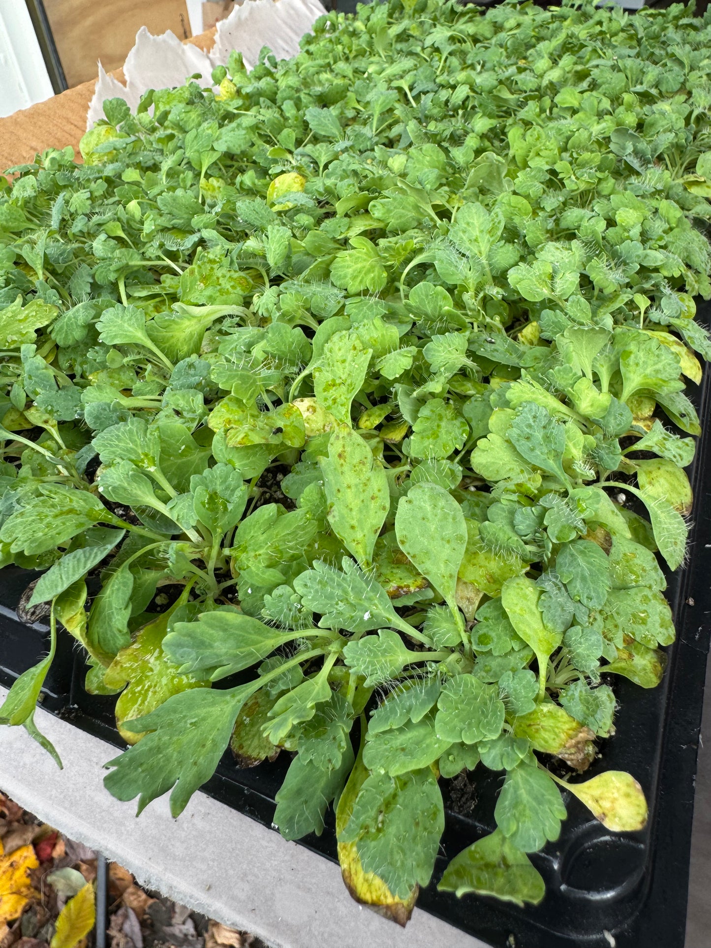 Ornamental grass (6 seedlings)