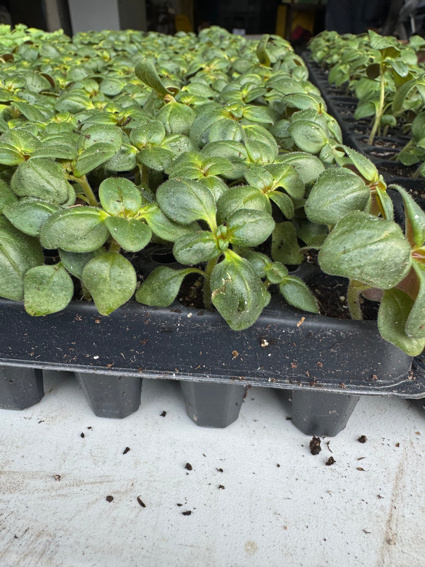 Snapdragon seedlings - purple (6)